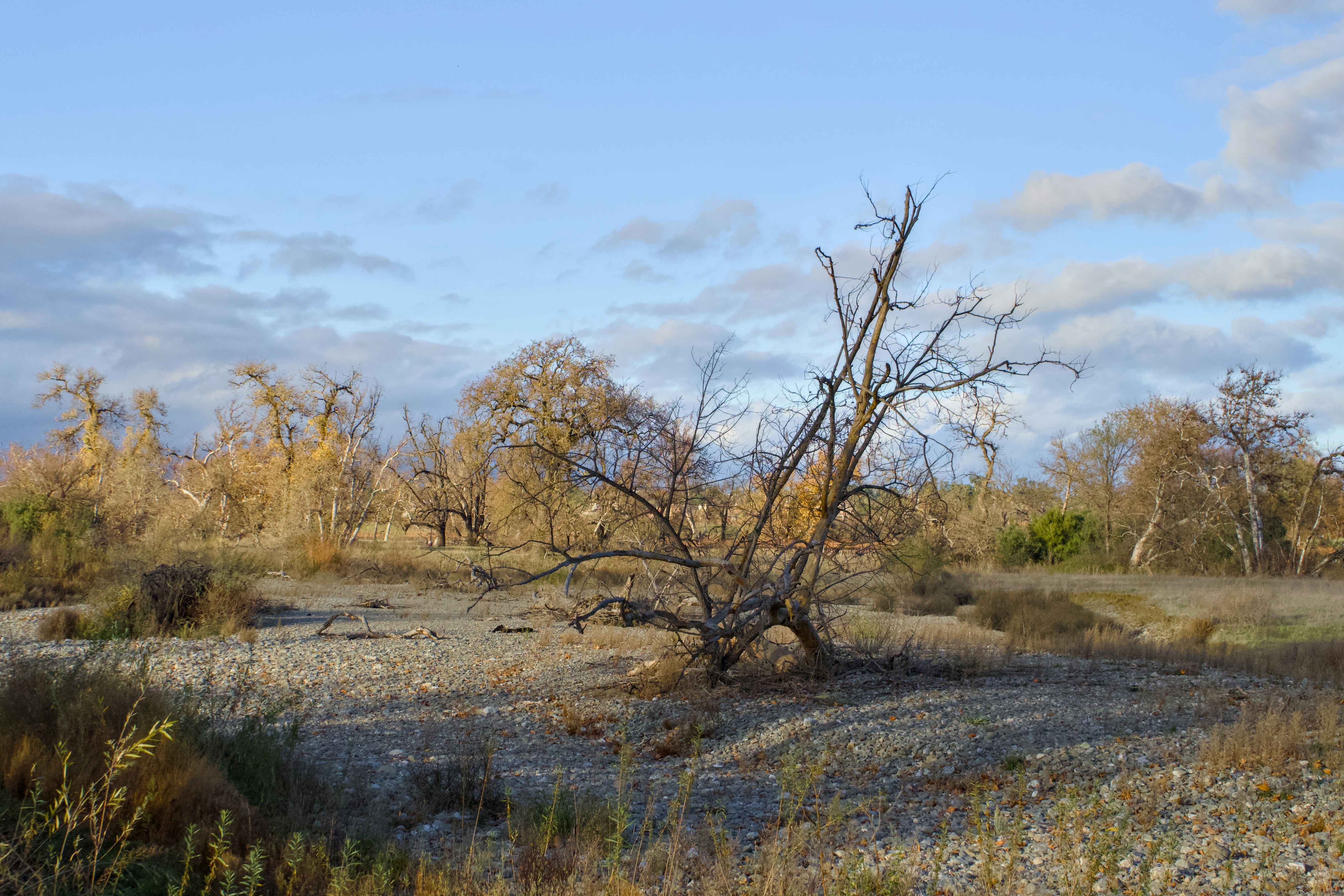 The High Cost of a Lost Marsh (image credits: unsplash)