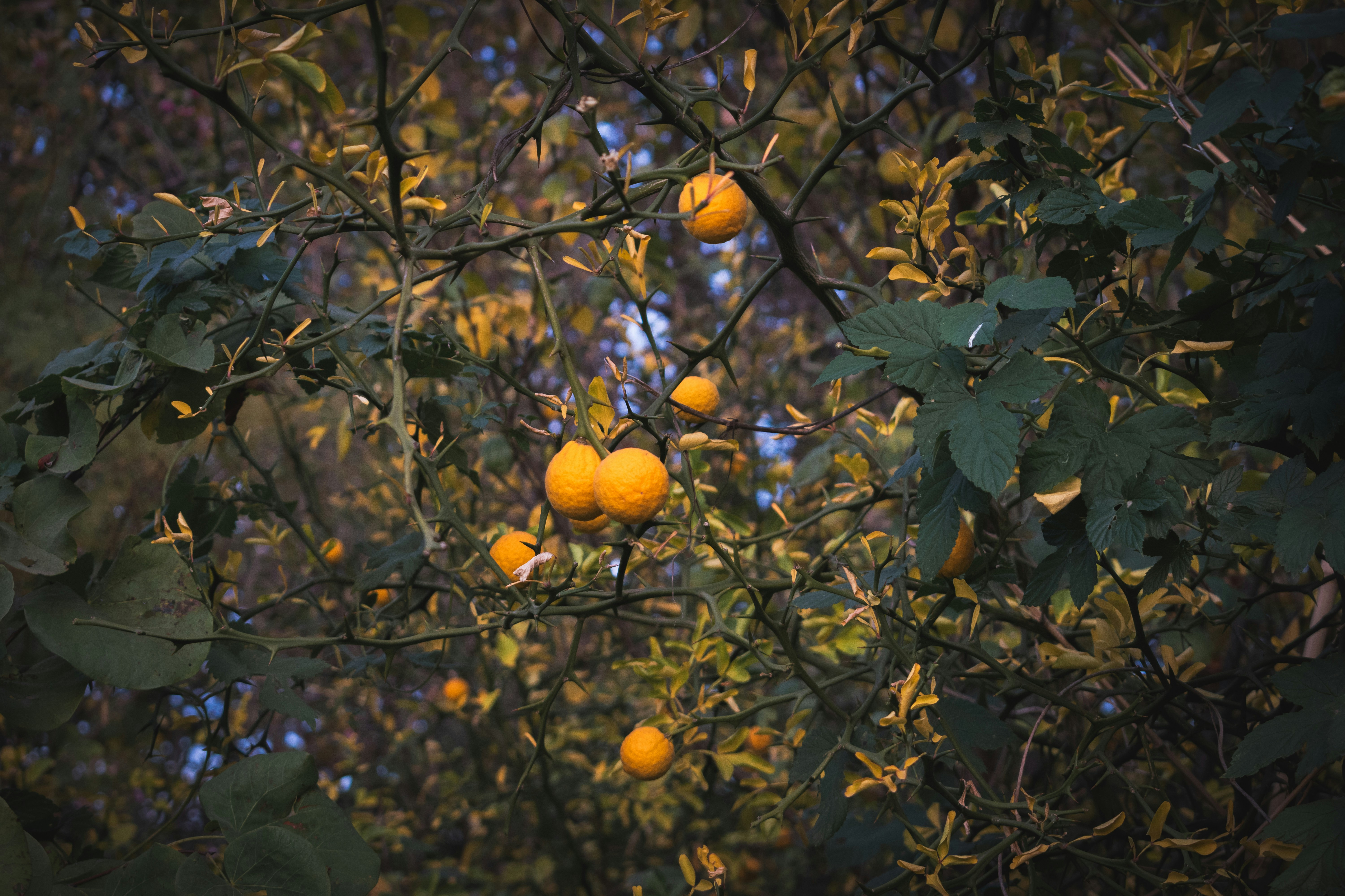 A tree filled with lots of ripe oranges