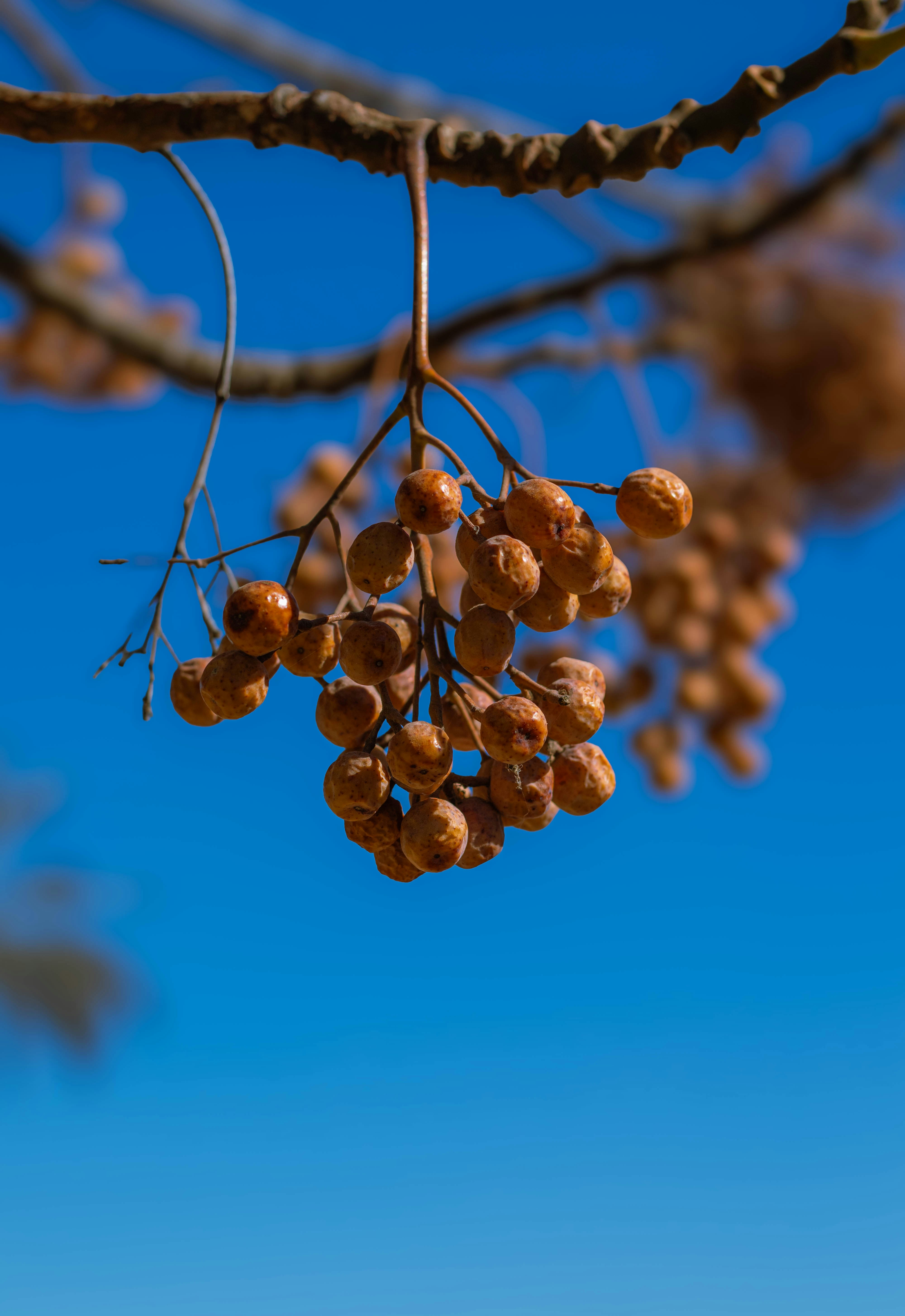 A bunch of berries hanging from a tree branch