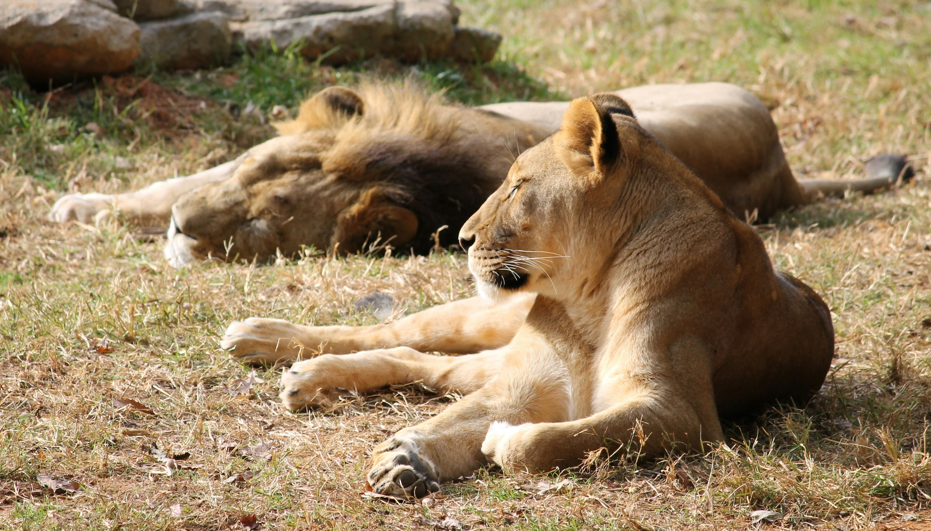 1. Lion Prides Have Girl Power at Their Core (image credits: unsplash)