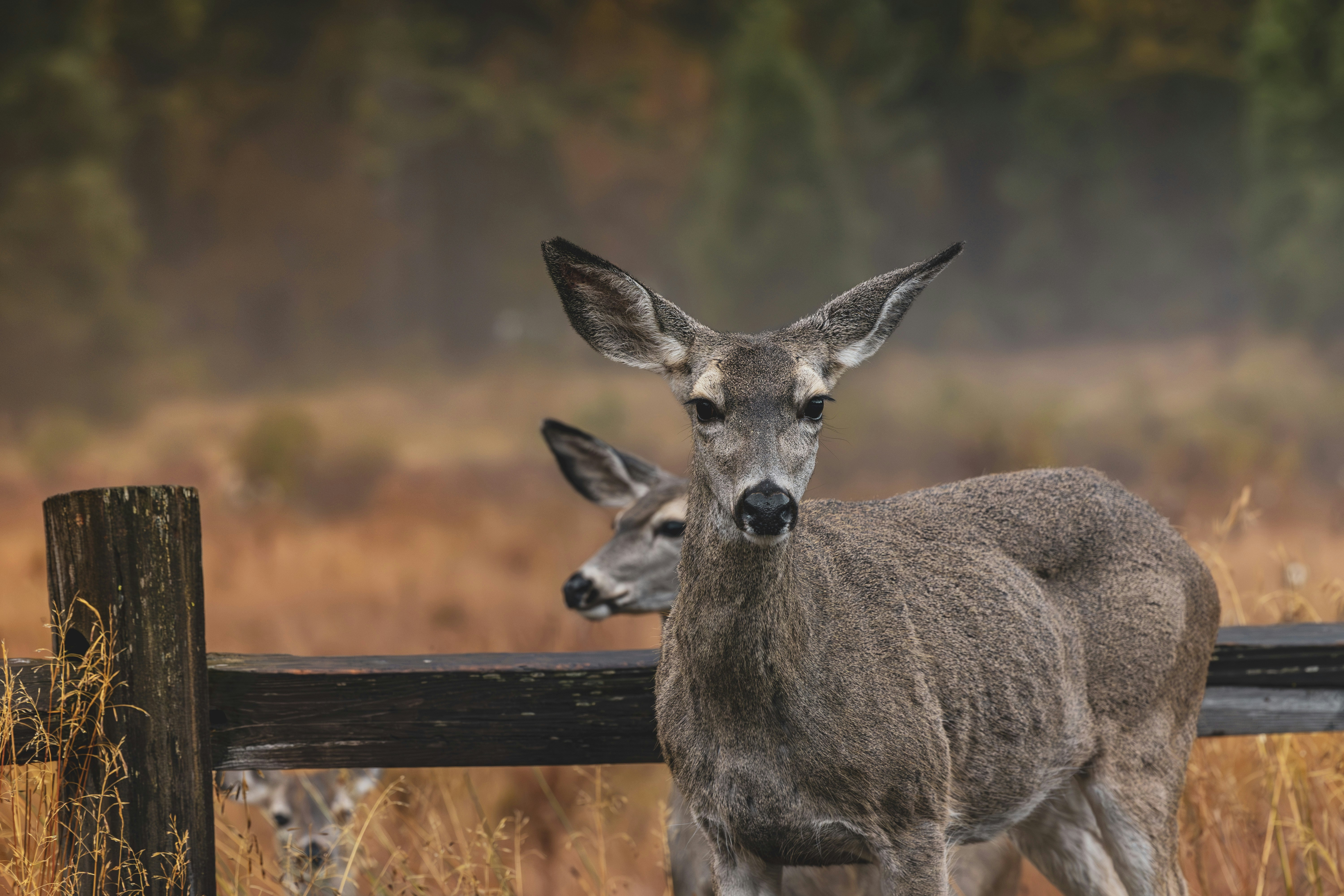 Photo by leo_visions_