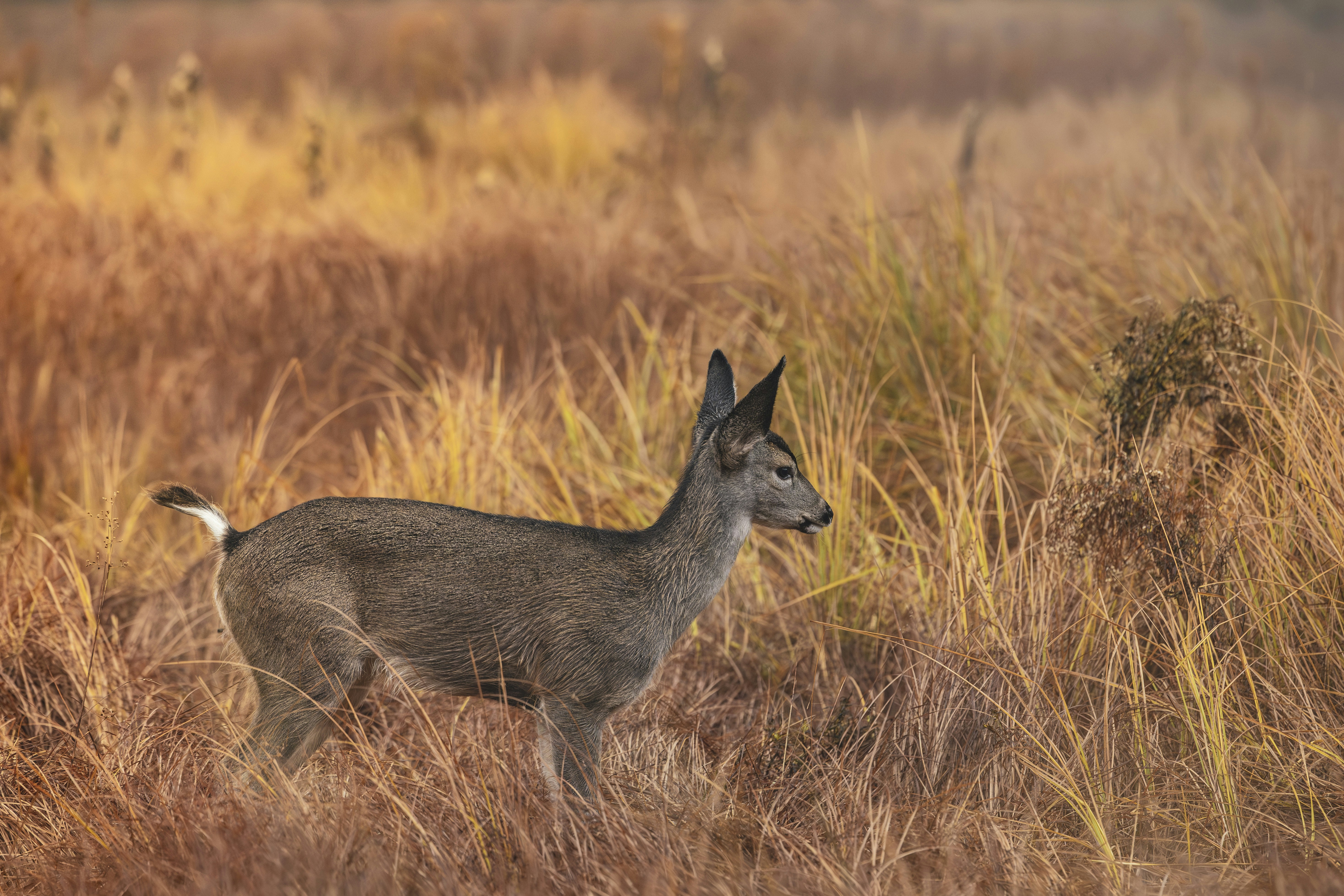 Photo by leo_visions_