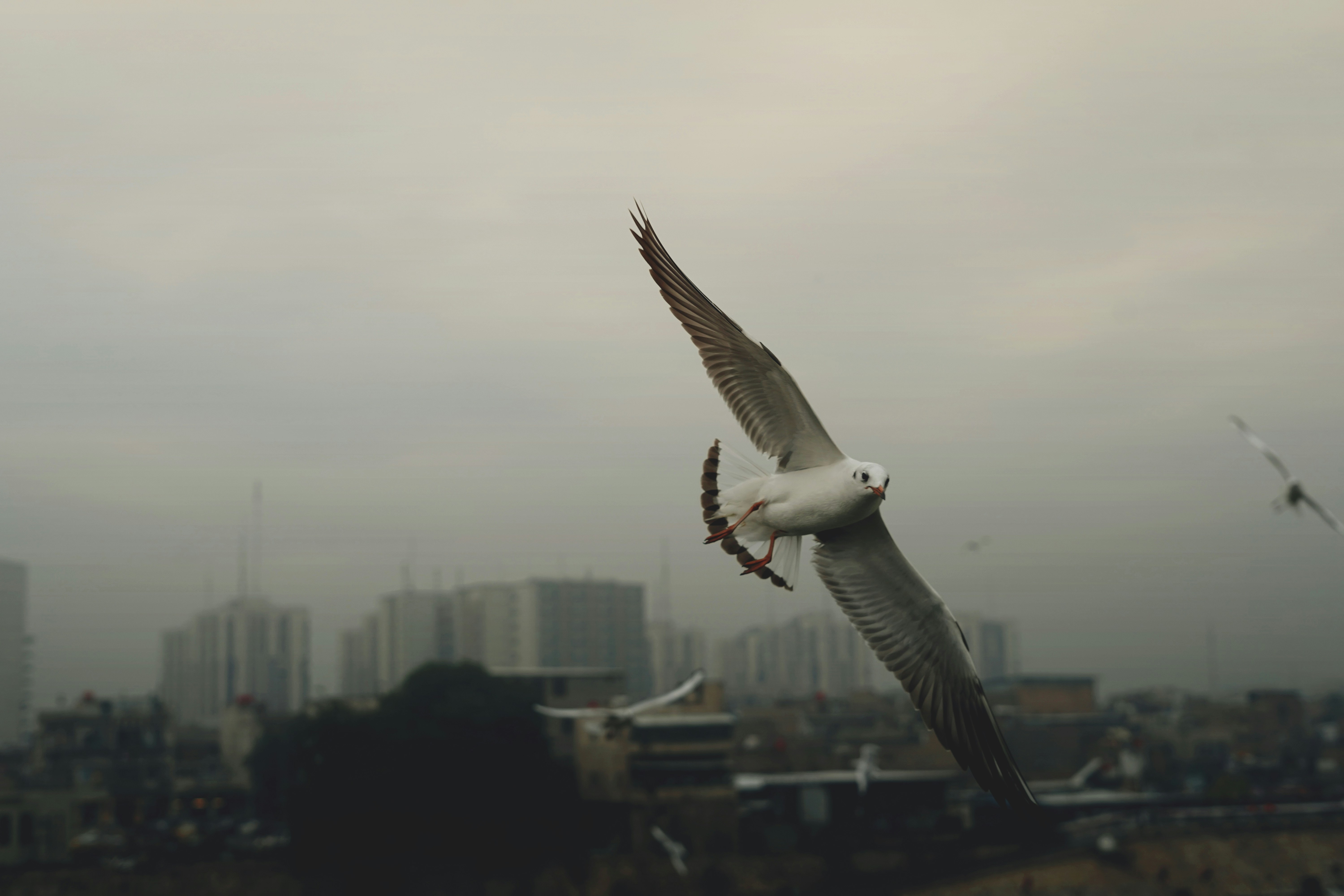 A seagull flying over a city on a cloudy day