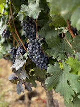 A bunch of grapes hanging from a vine