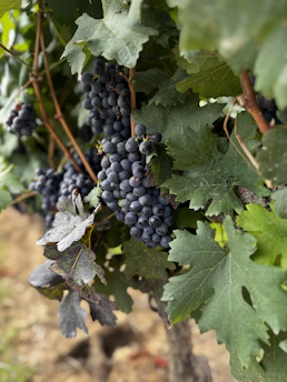 A bunch of grapes hanging from a vine