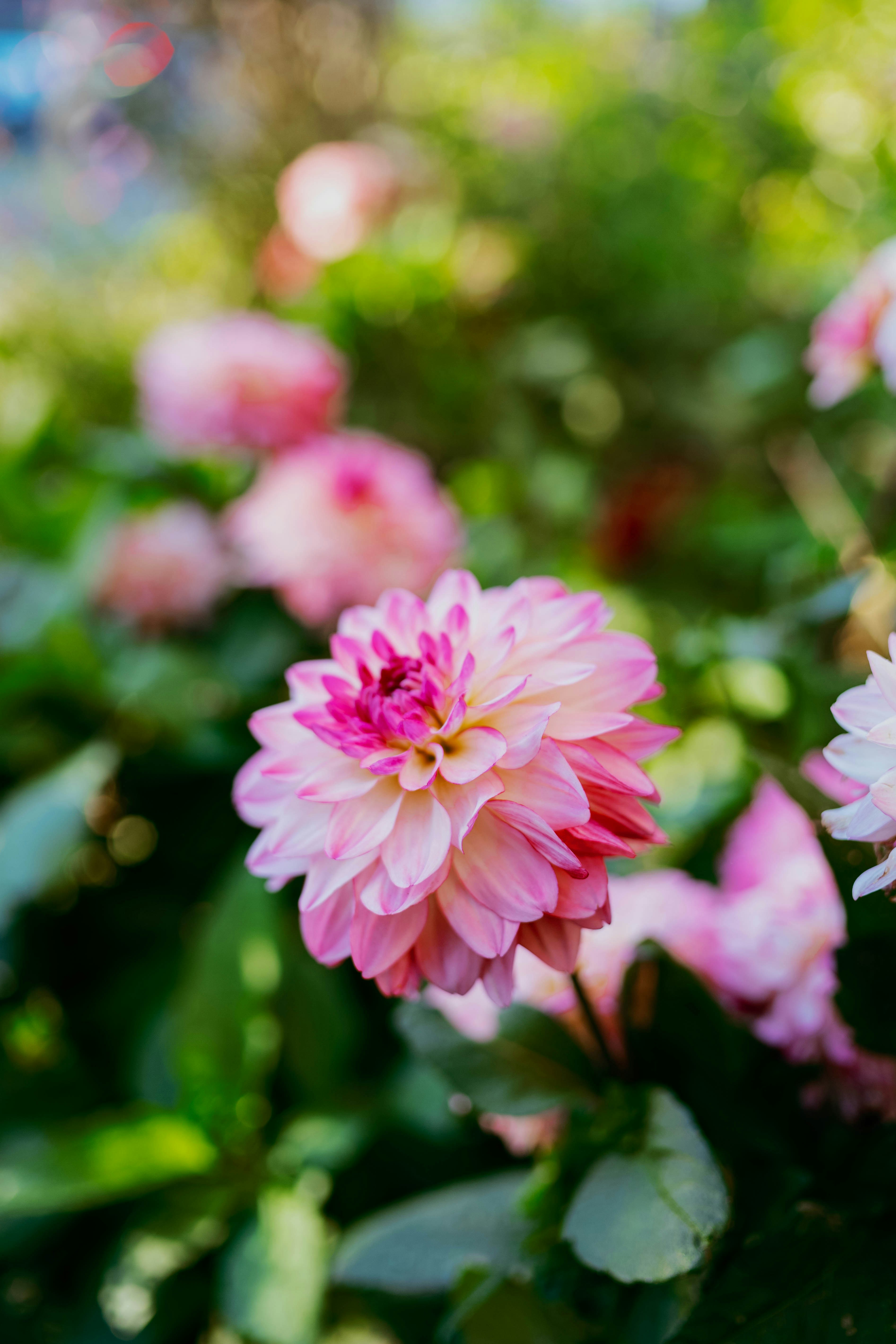 Photo by tommaomaoer