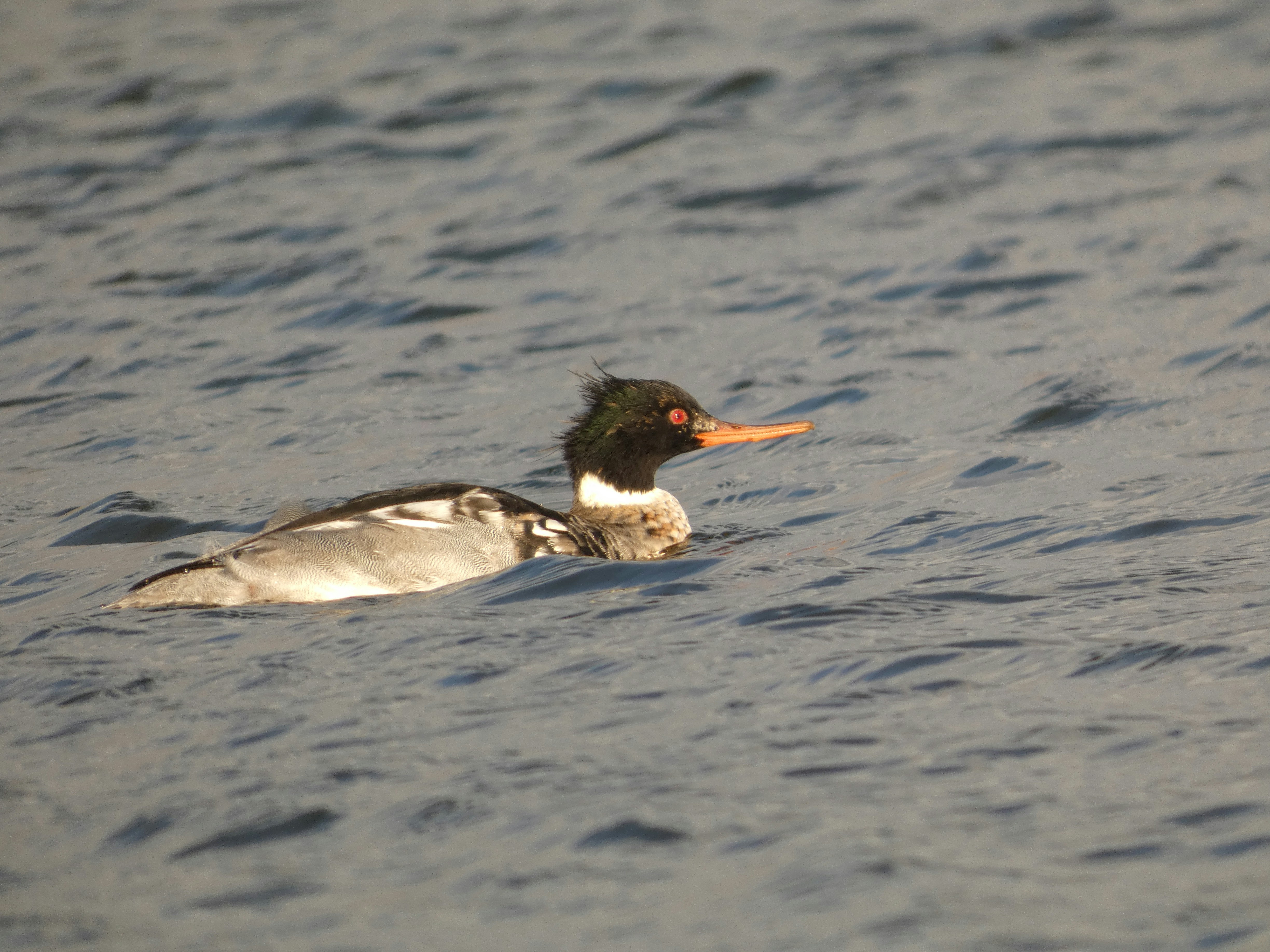 A couple of ducks floating on top of a body of water