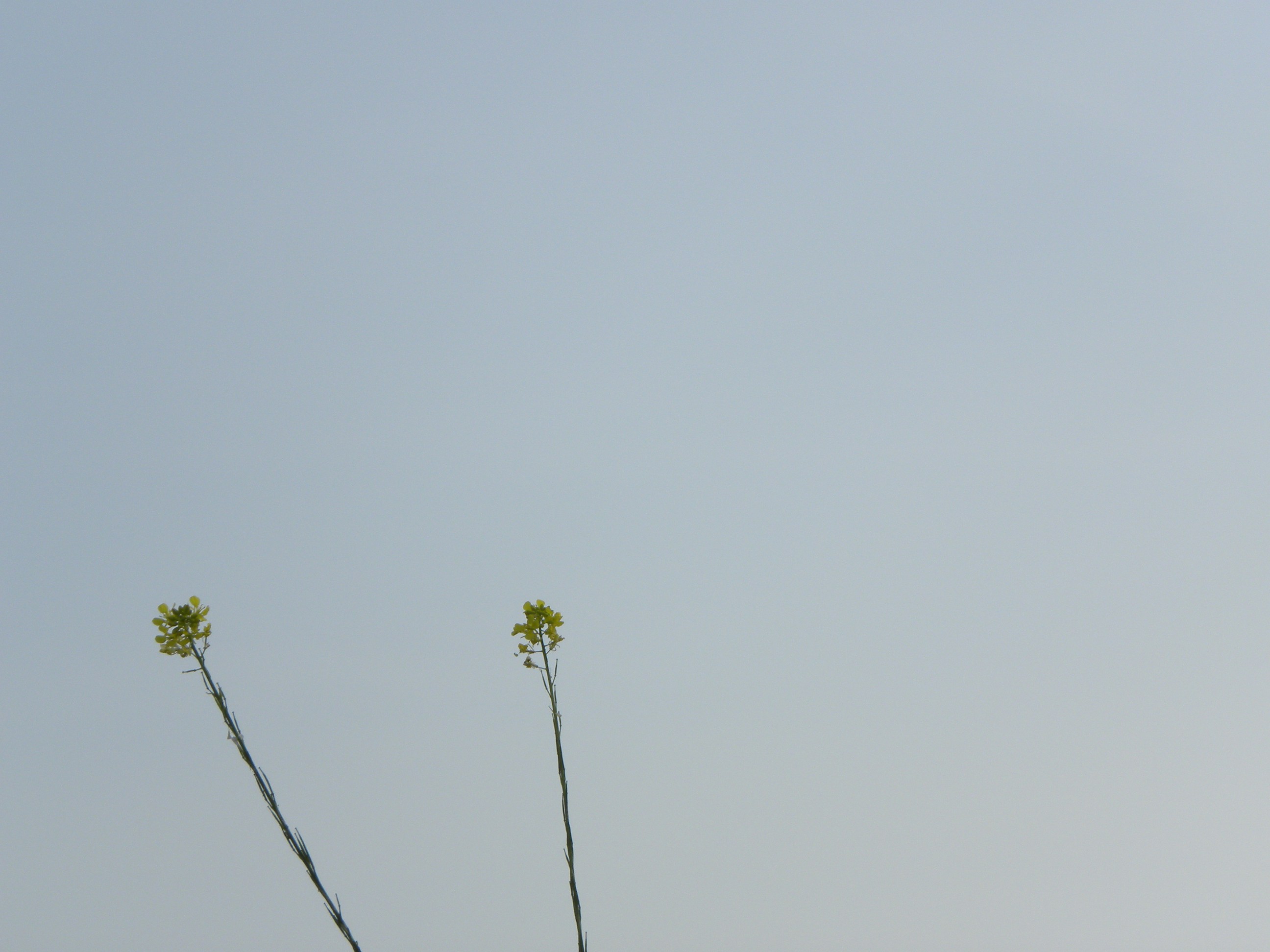 A group of people flying a kite in the sky