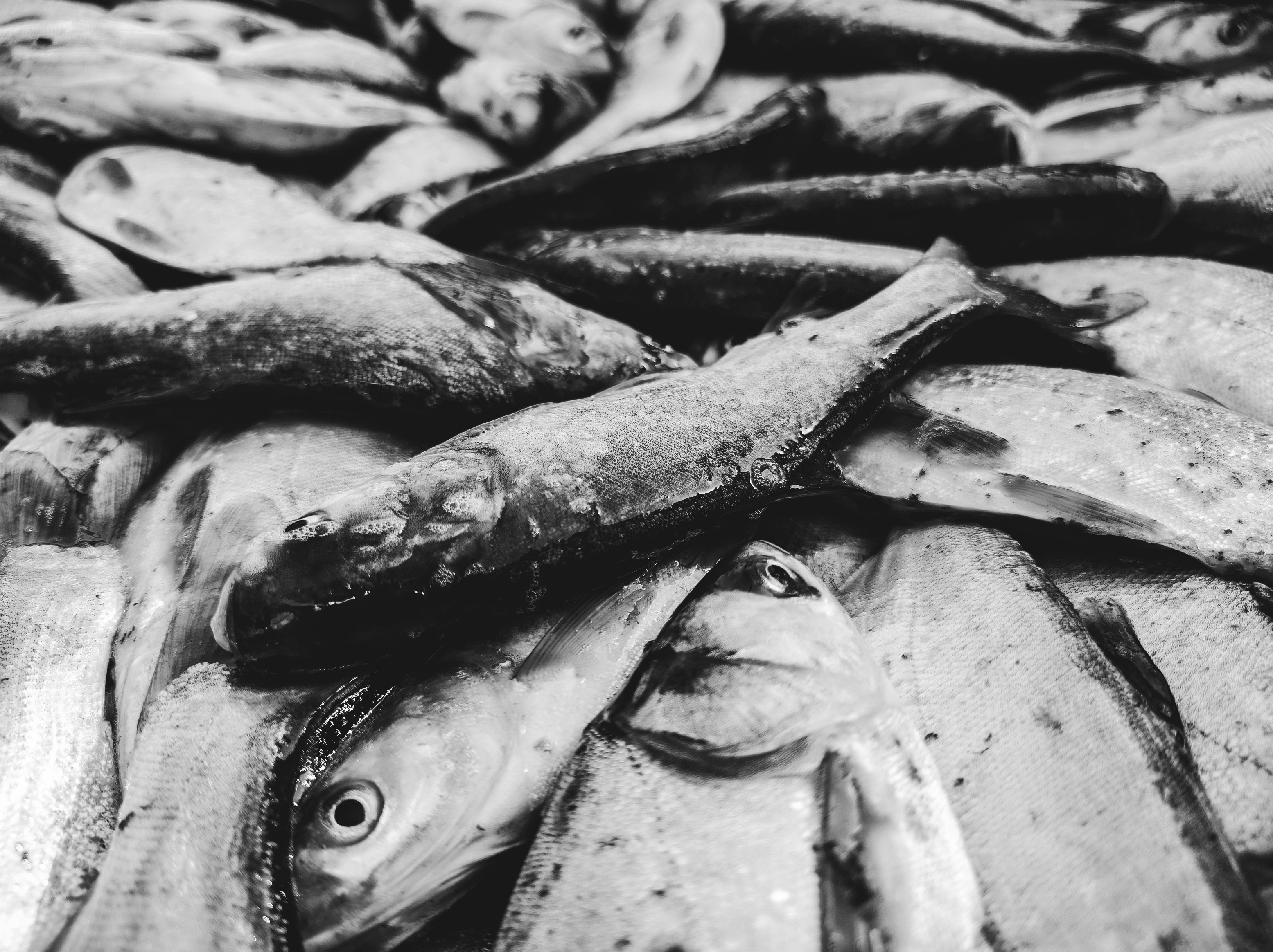 Seikat ikan berbaring di atas satu sama lain