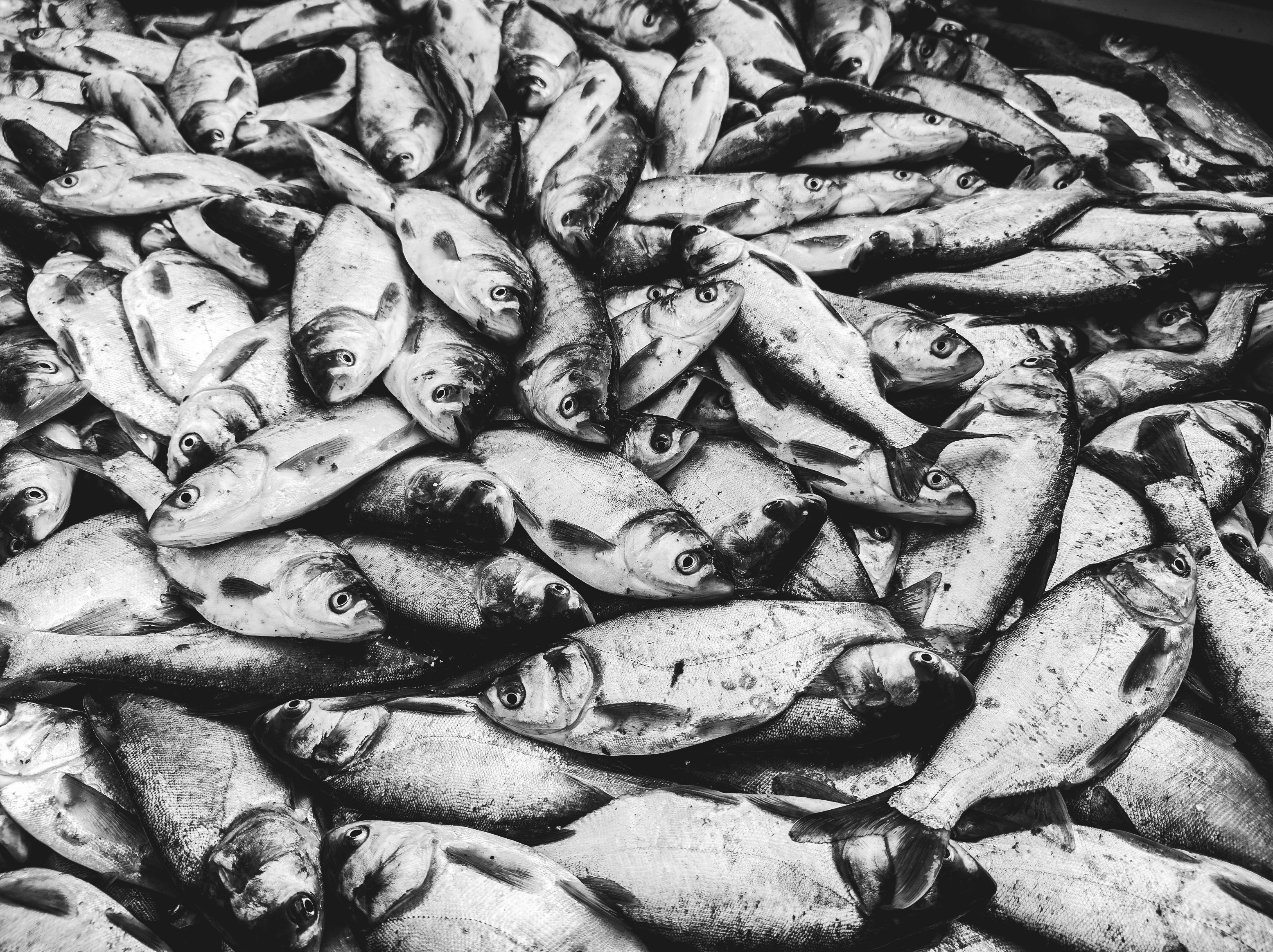 Sekelompok ikan yang tergeletak di tanah