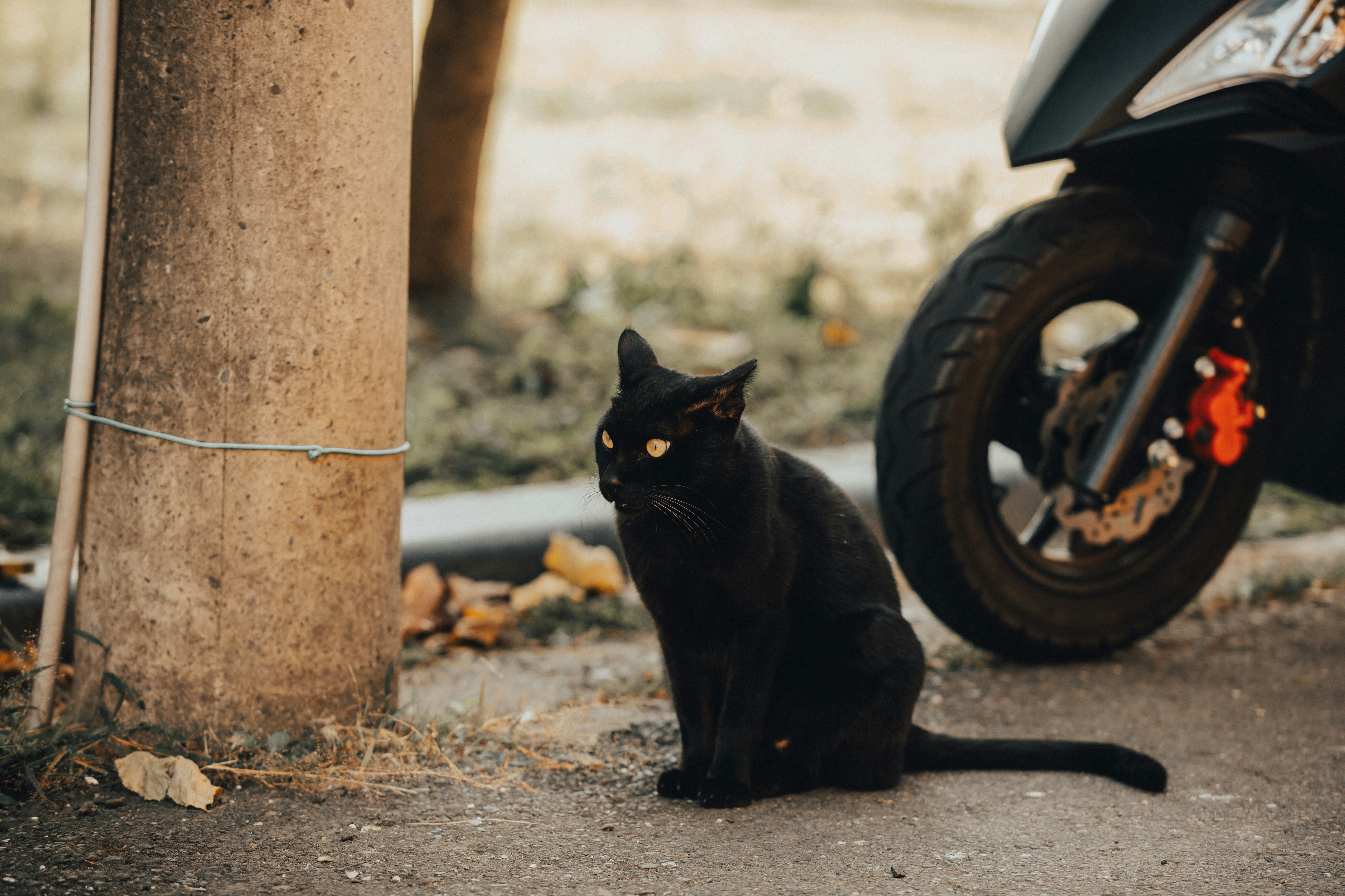 A black cat sitting next to a motorcycle