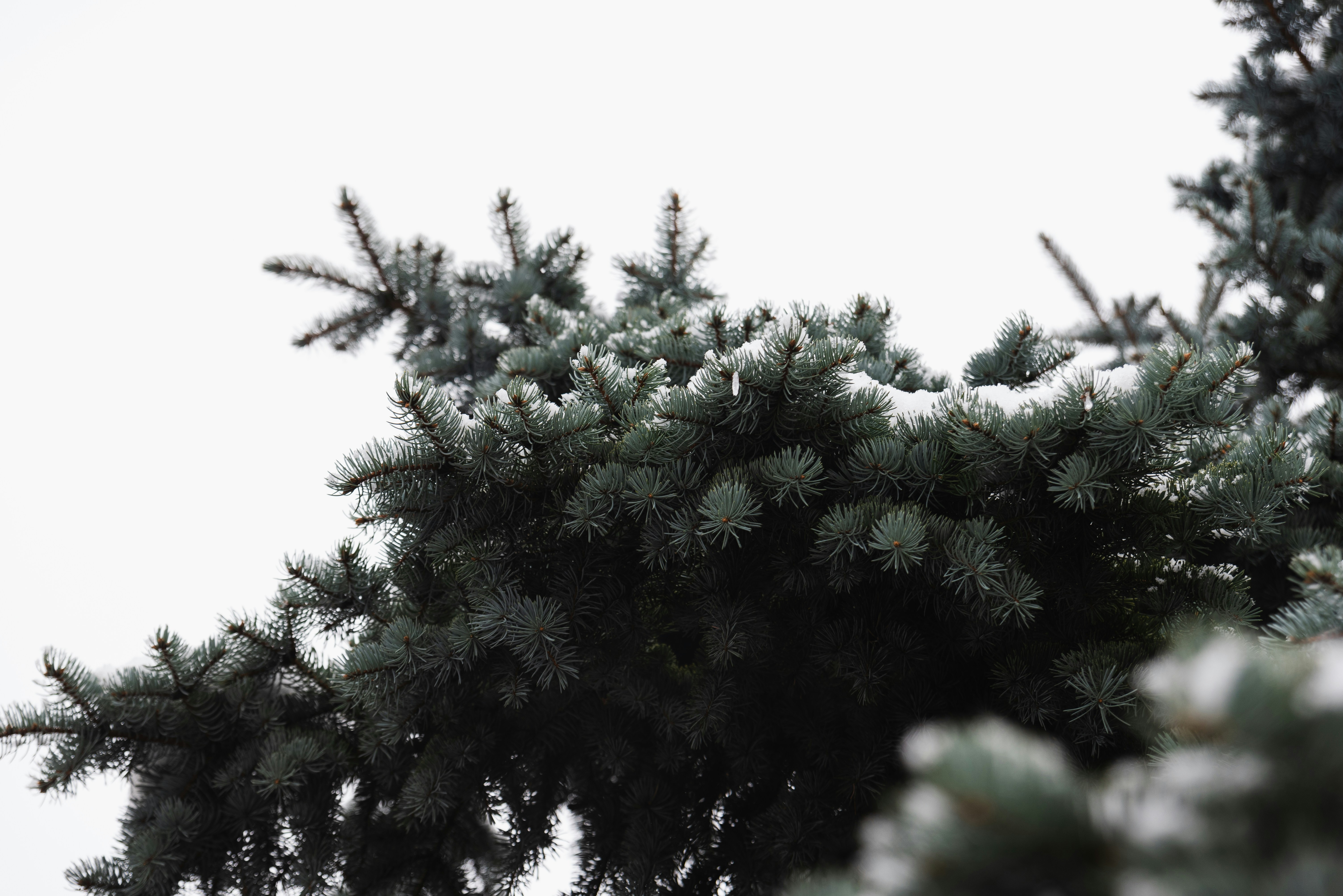 A bird is perched on a tree branch