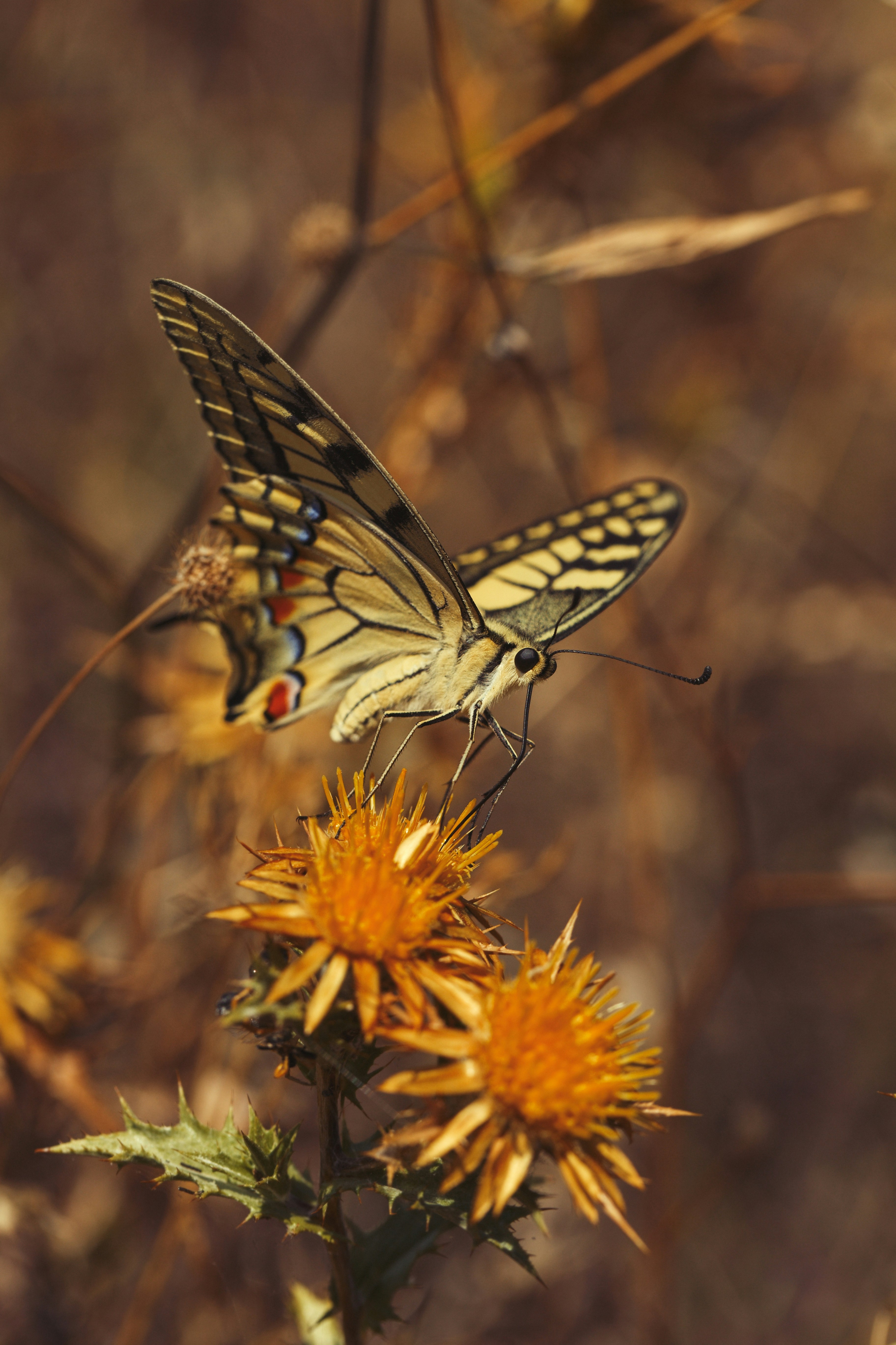 Photo by grievek1610begur
