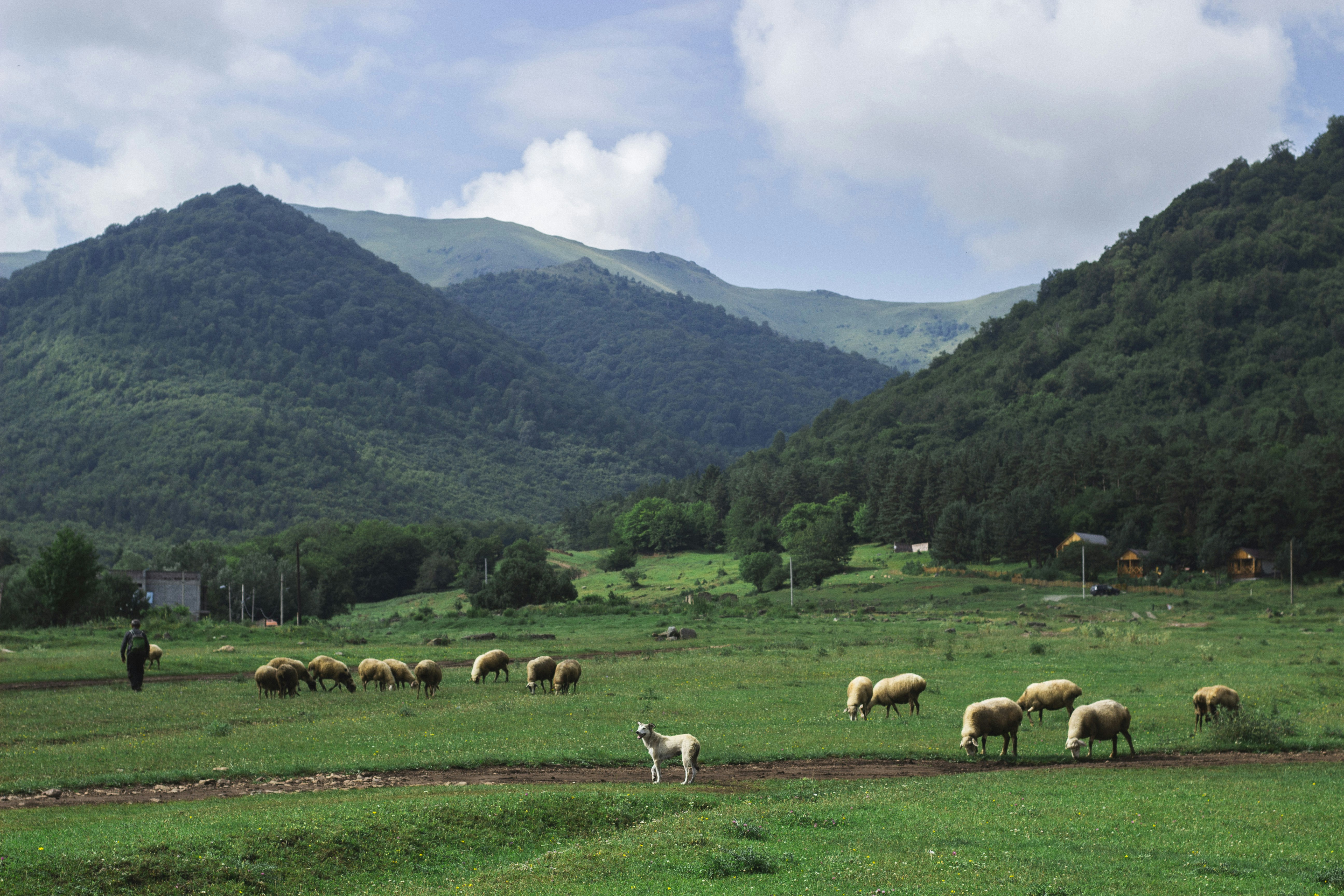 A herd of sheep grazing on a lush green hillside