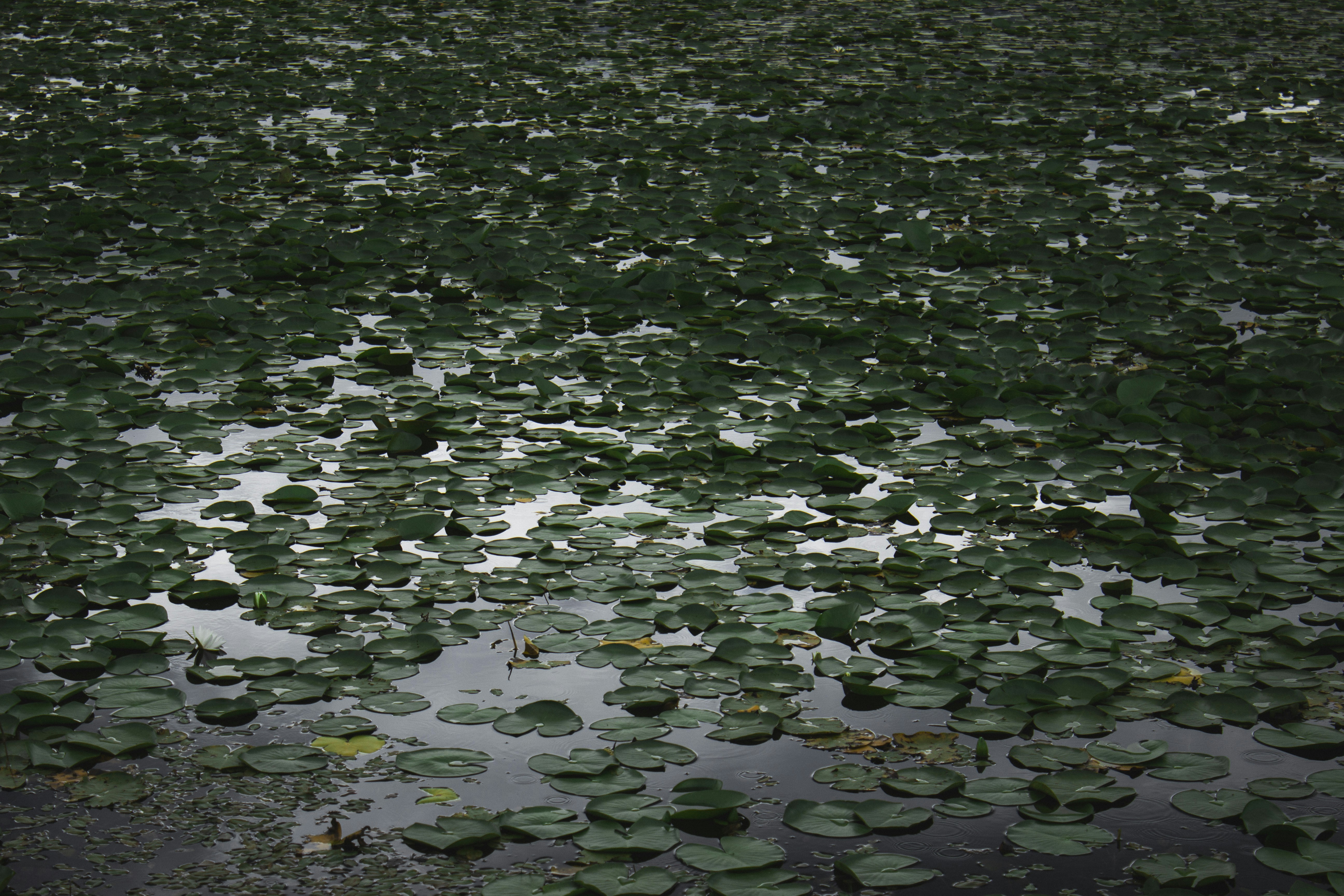 A pond filled with lots of water lilies