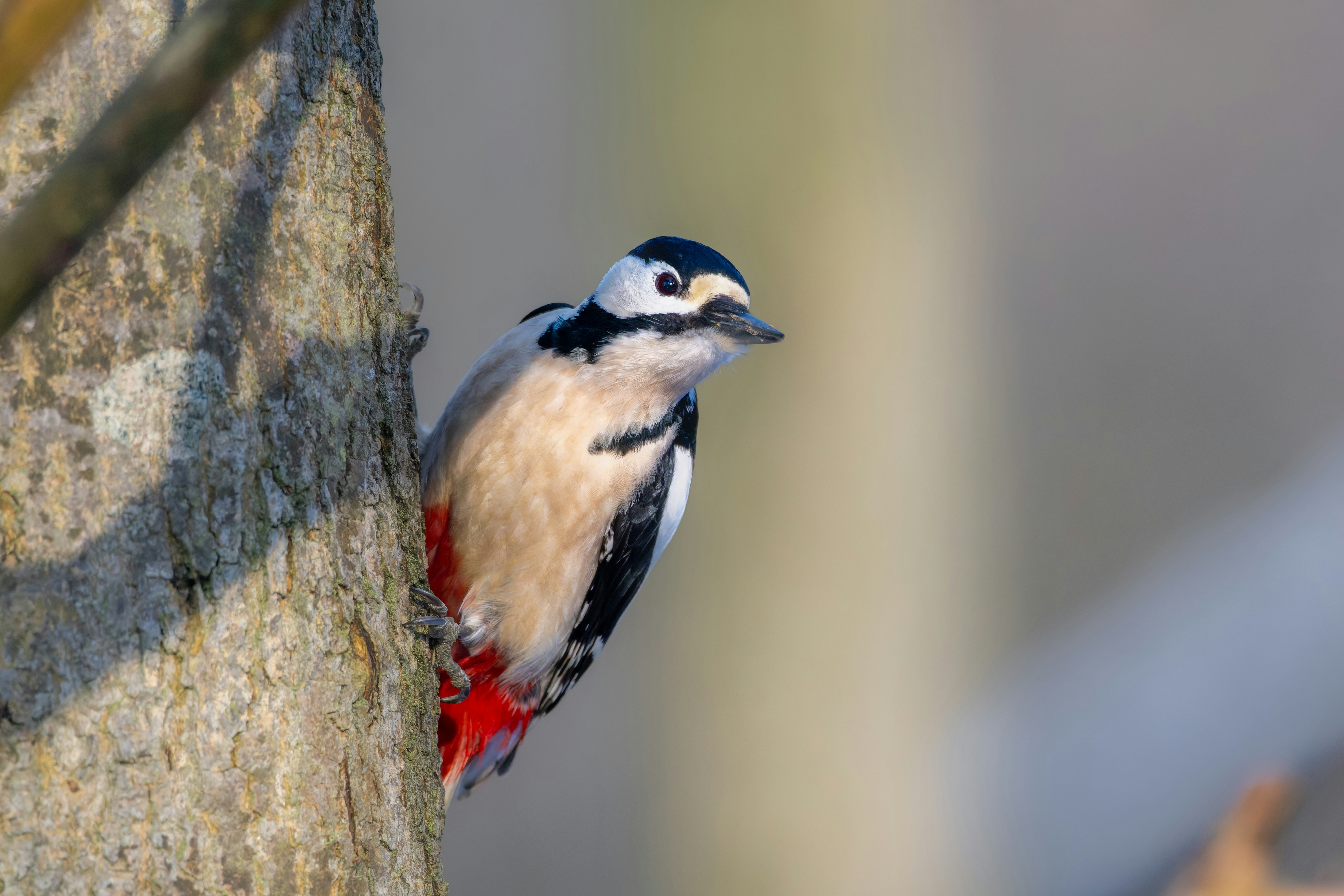 Photo by siegfriedpoepperl