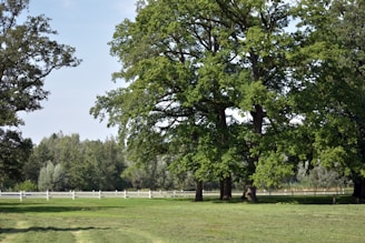 A grassy field with trees and a white fence