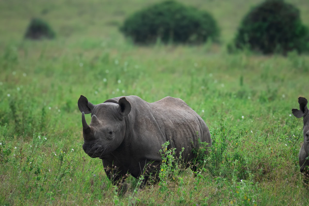 Two rhinos grazing in the grass of Nairobi National Park, a highlight of a 12 hour layover in Nairobi