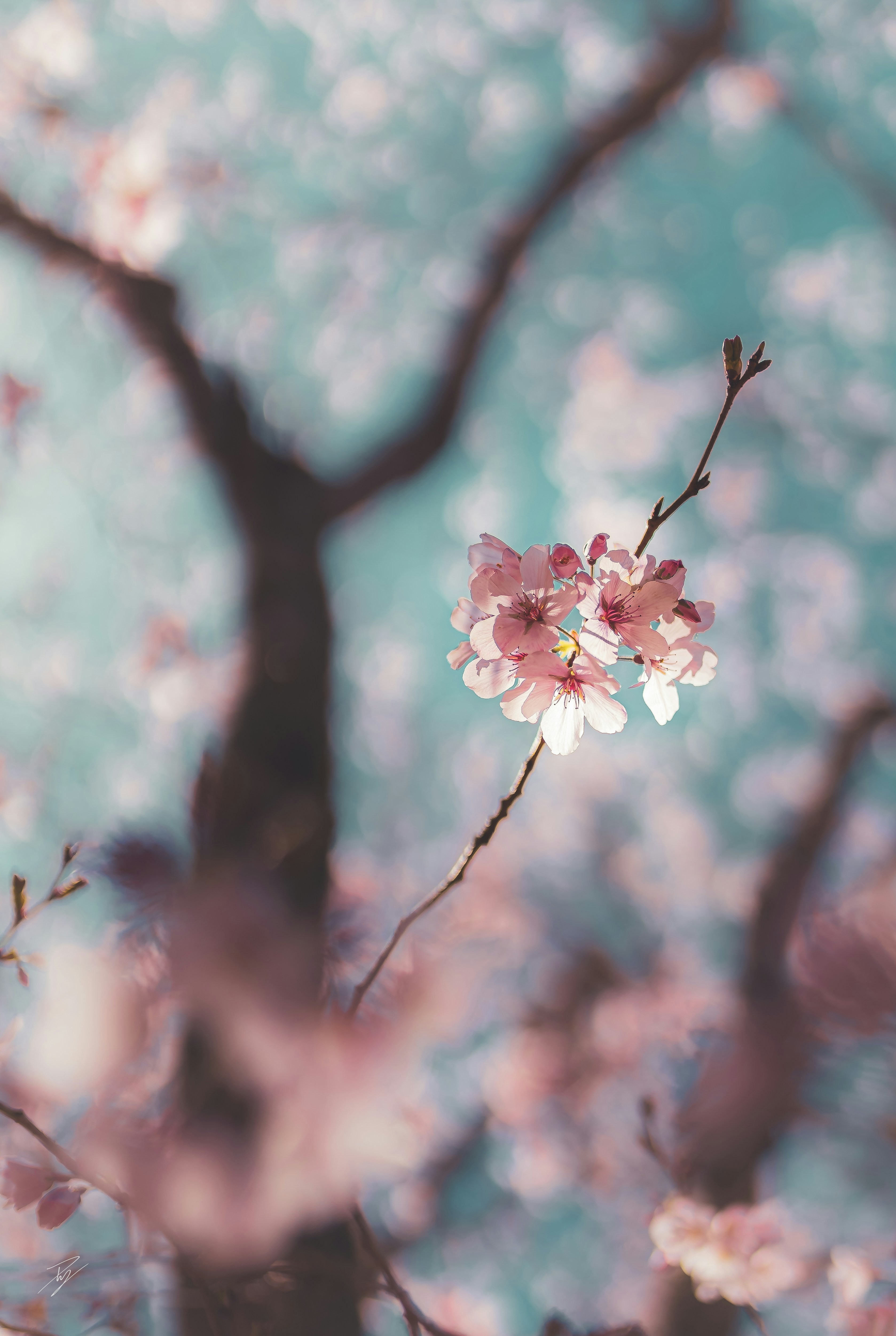 Photo by ptky_photography