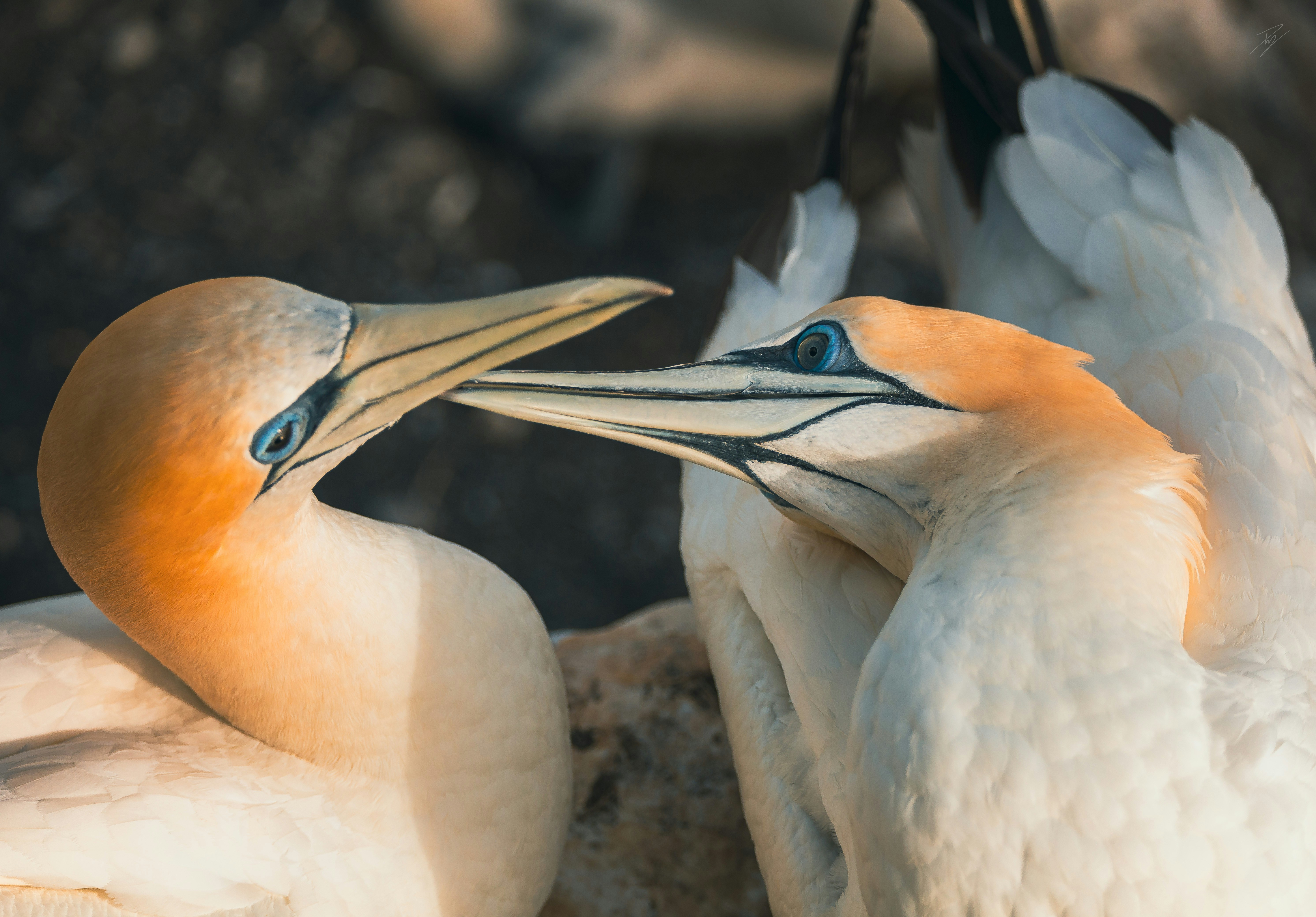 Photo by ptky_photography