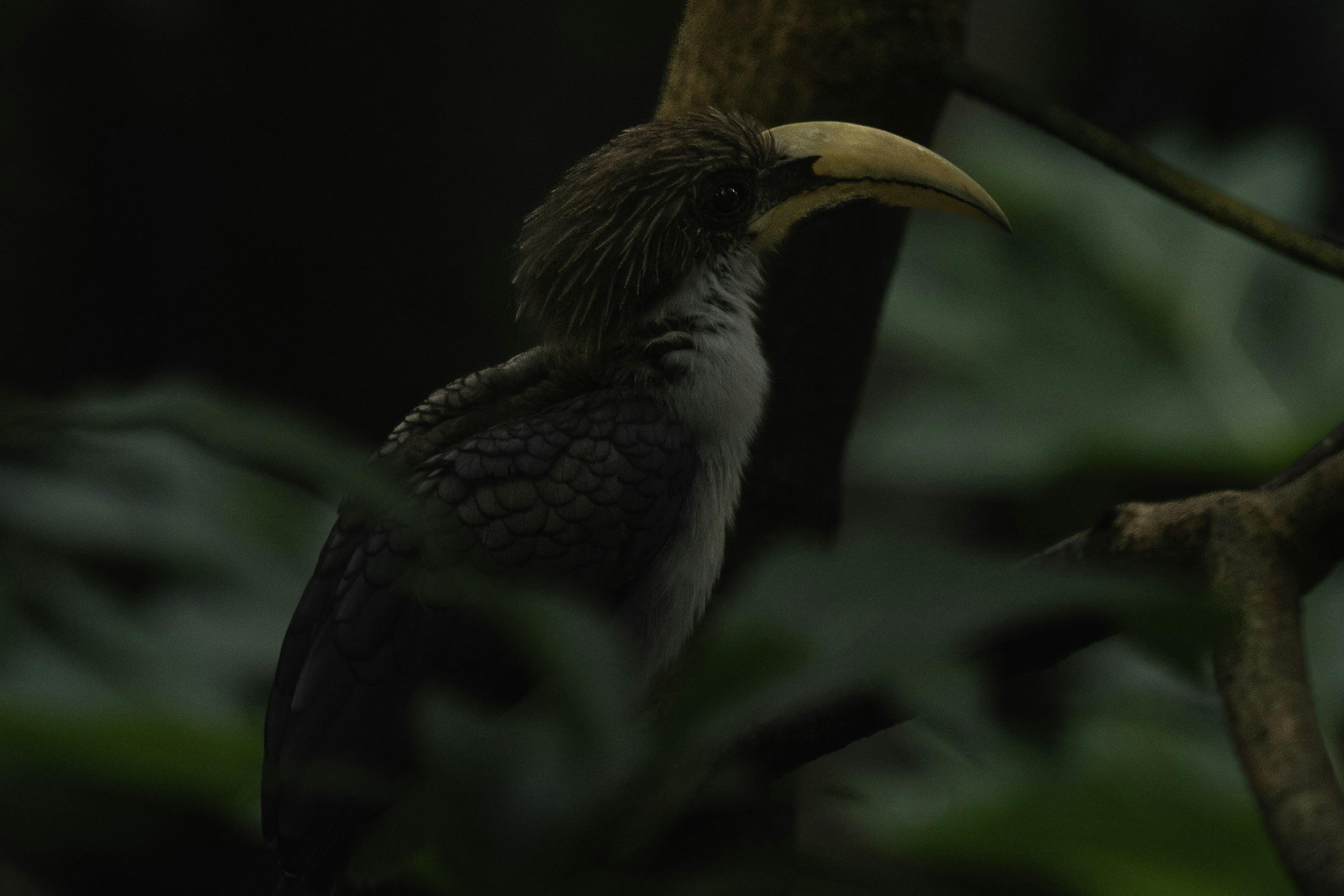 birds park