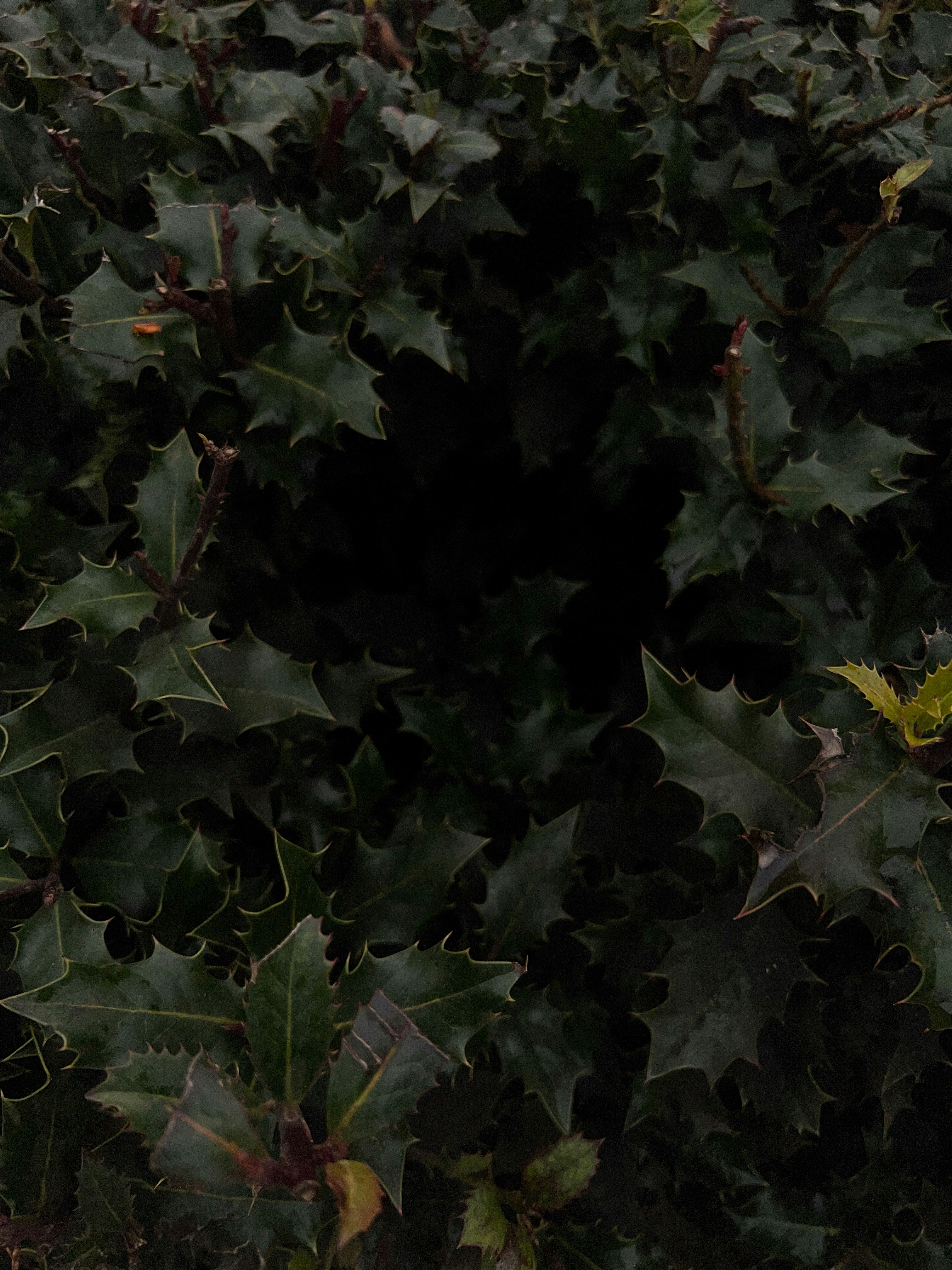 Photo by lapchik_tsarapchik