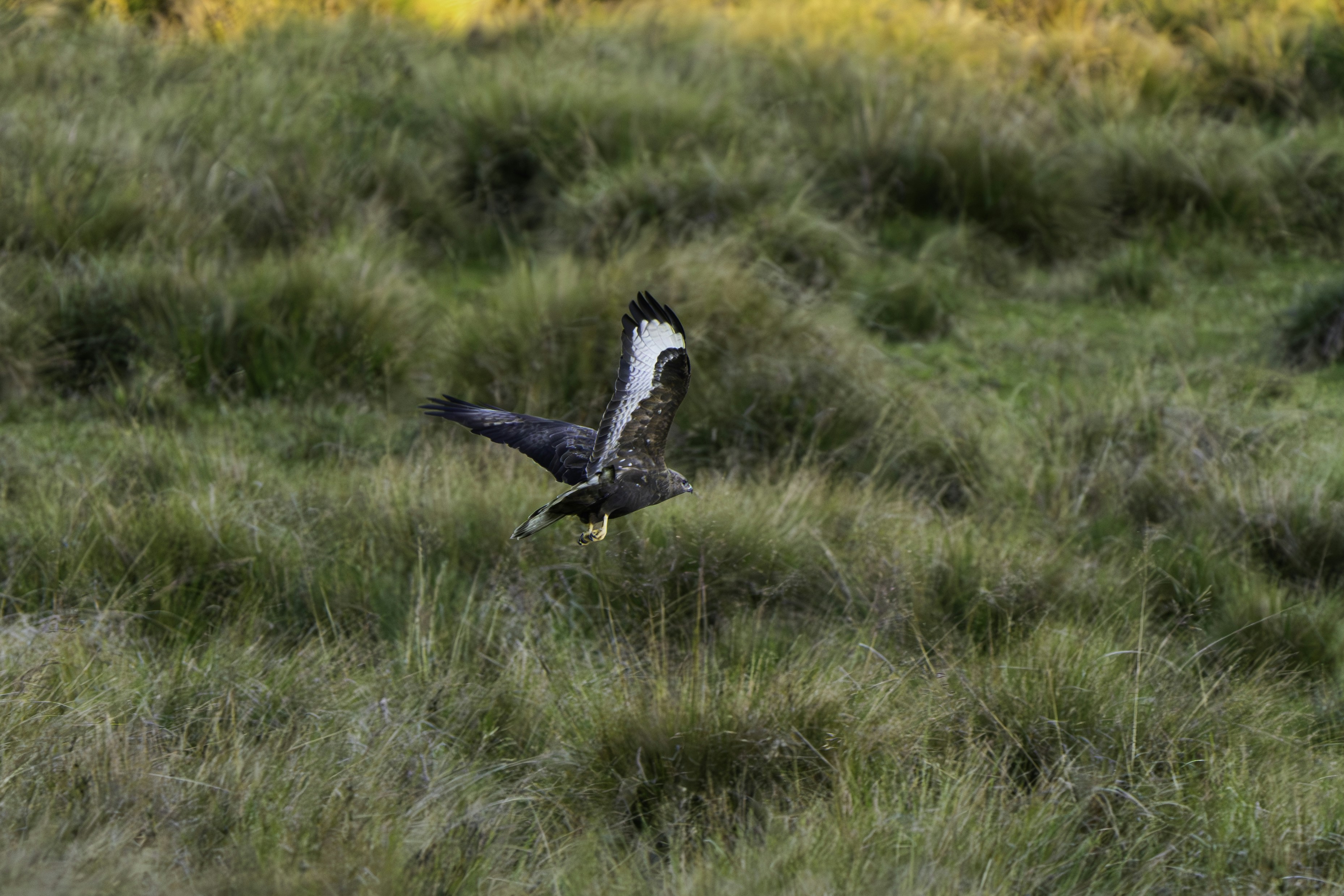 Photo by prasadmadusanka