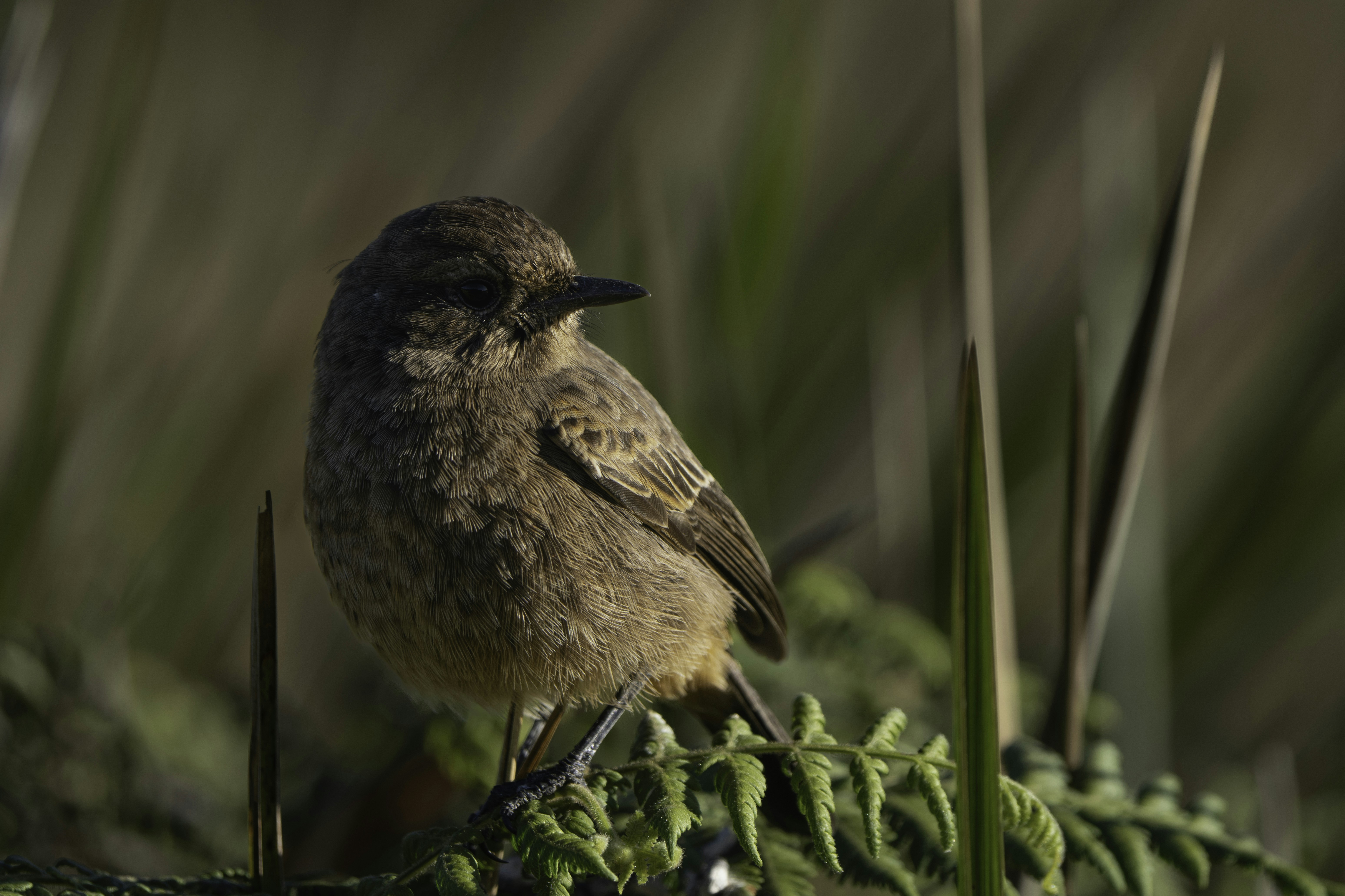 Photo by prasadmadusanka