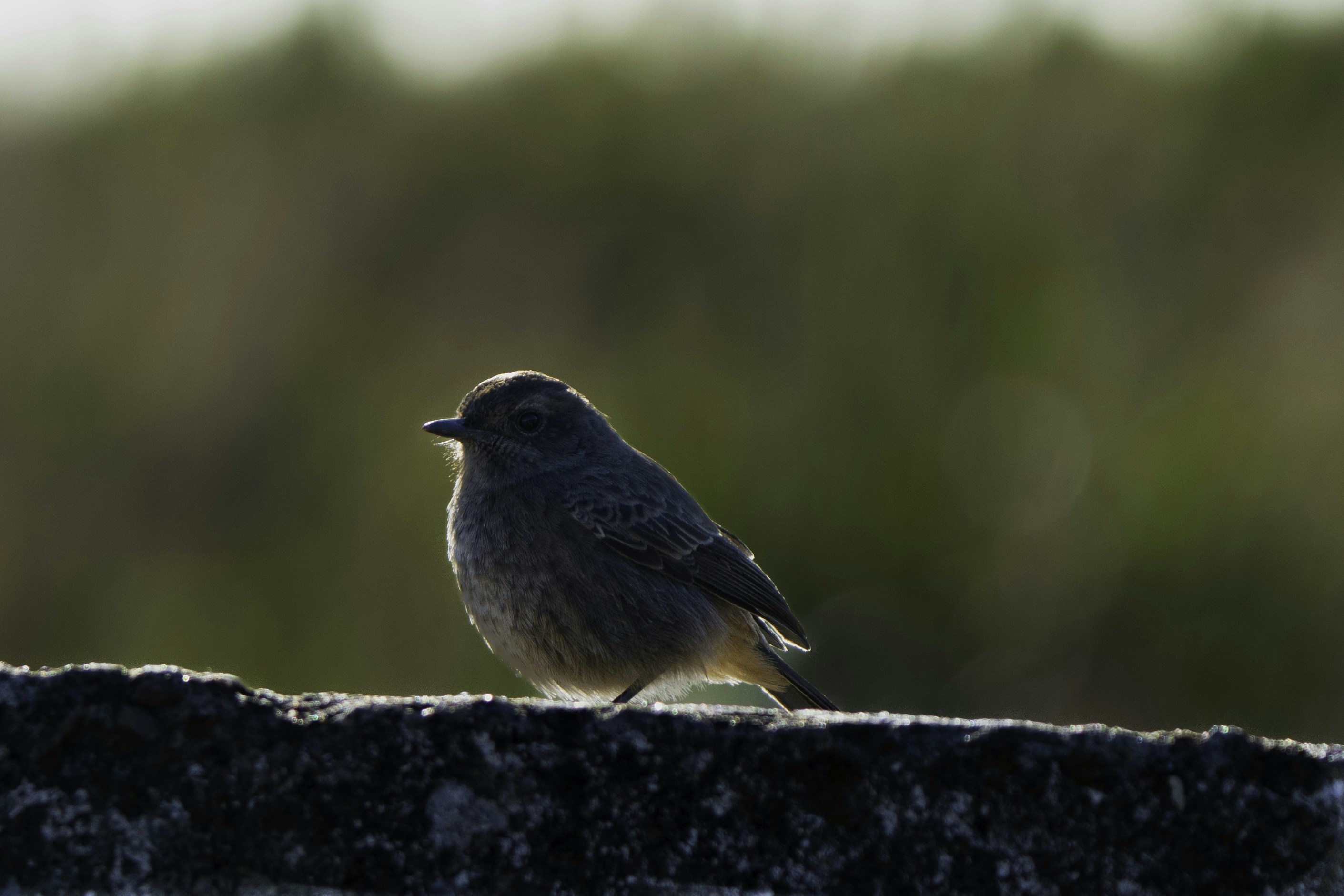 Photo by prasadmadusanka