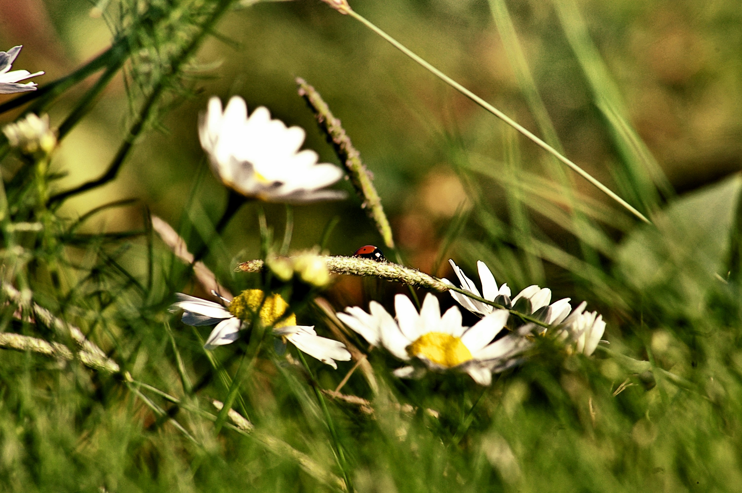 Photo by glorfindel