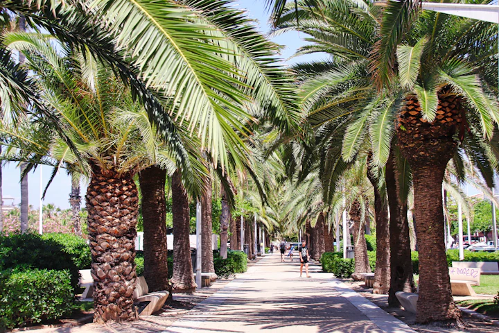 Rij palmbomen langs de strandboulevard van Valencia