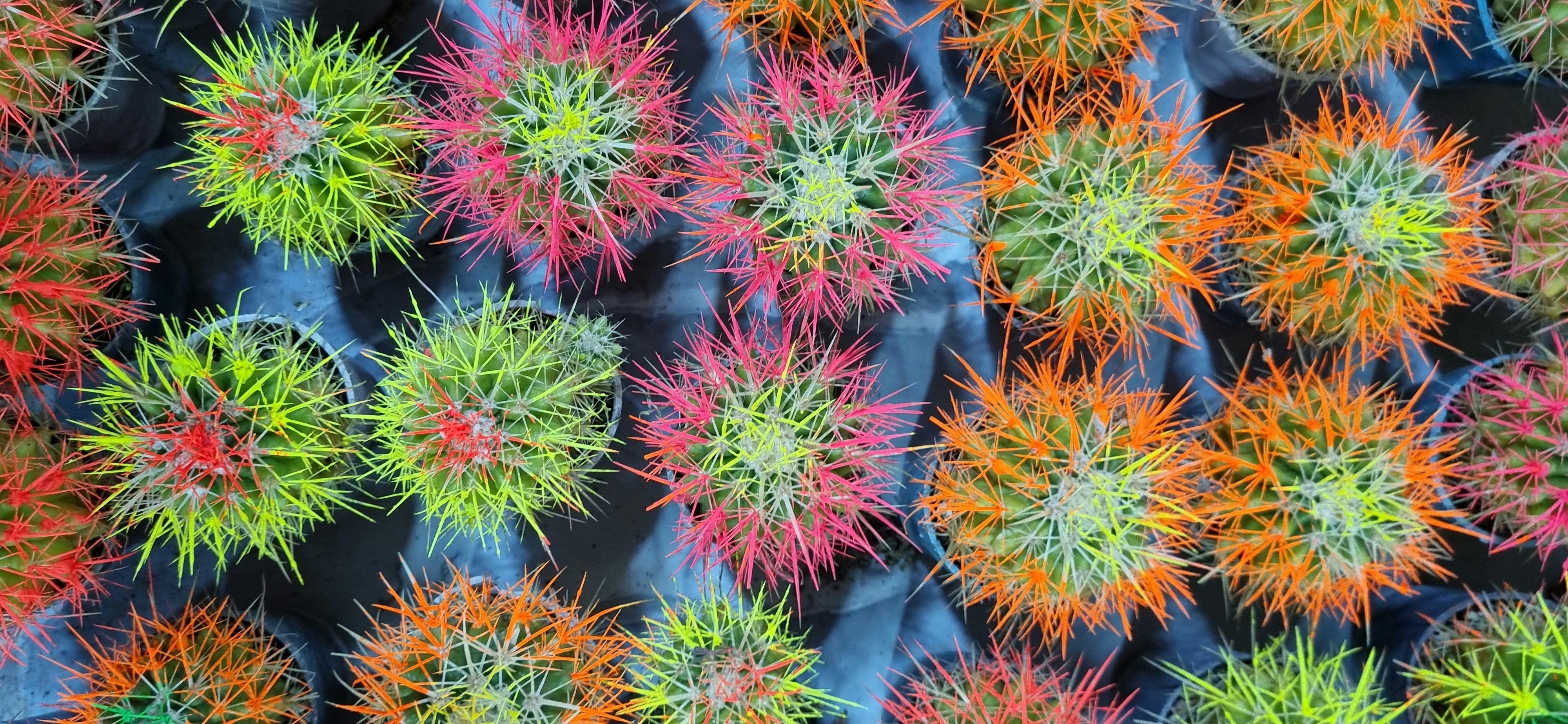 A close up of a bunch of colorful plants