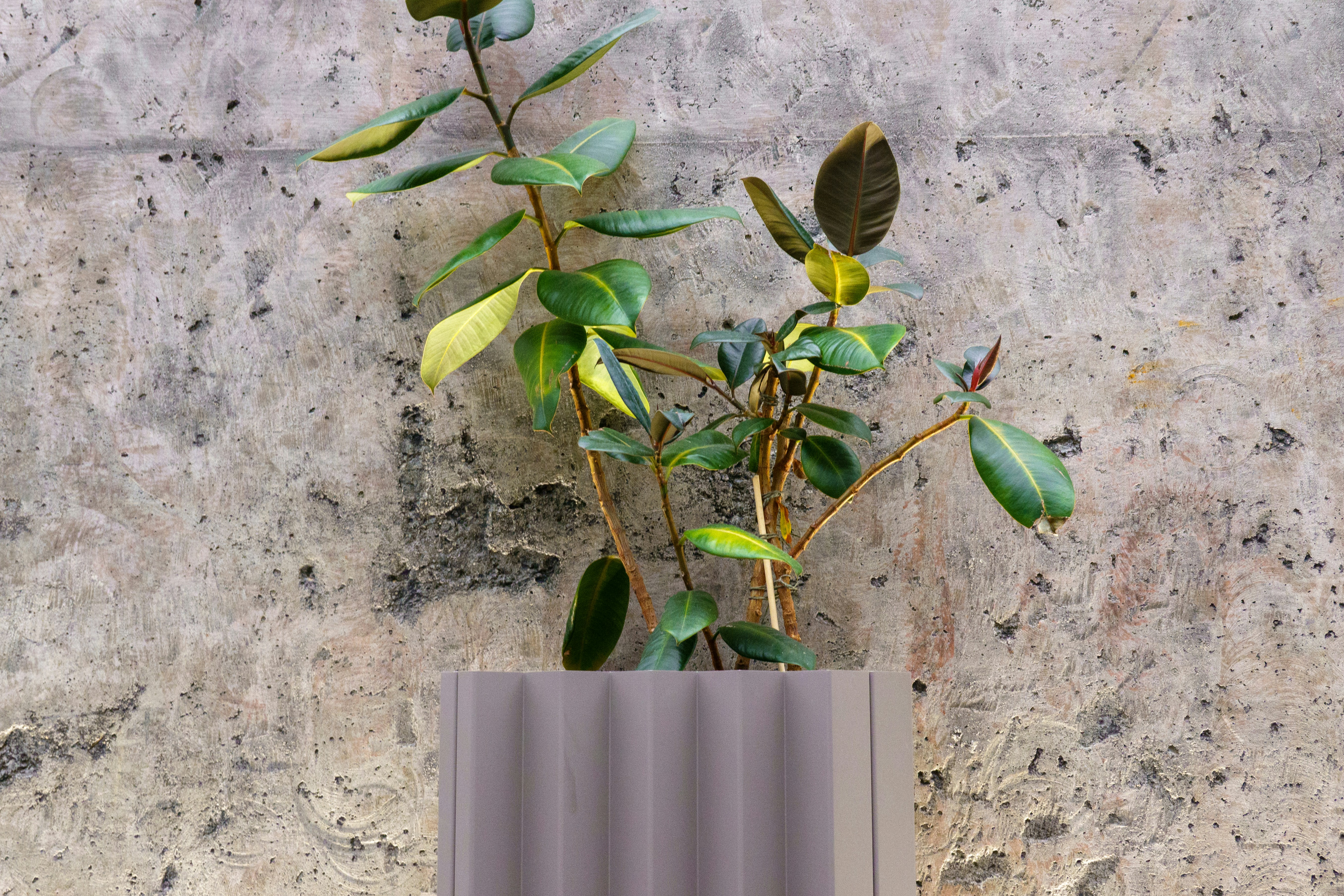 A plant in a gray vase on a stone wall