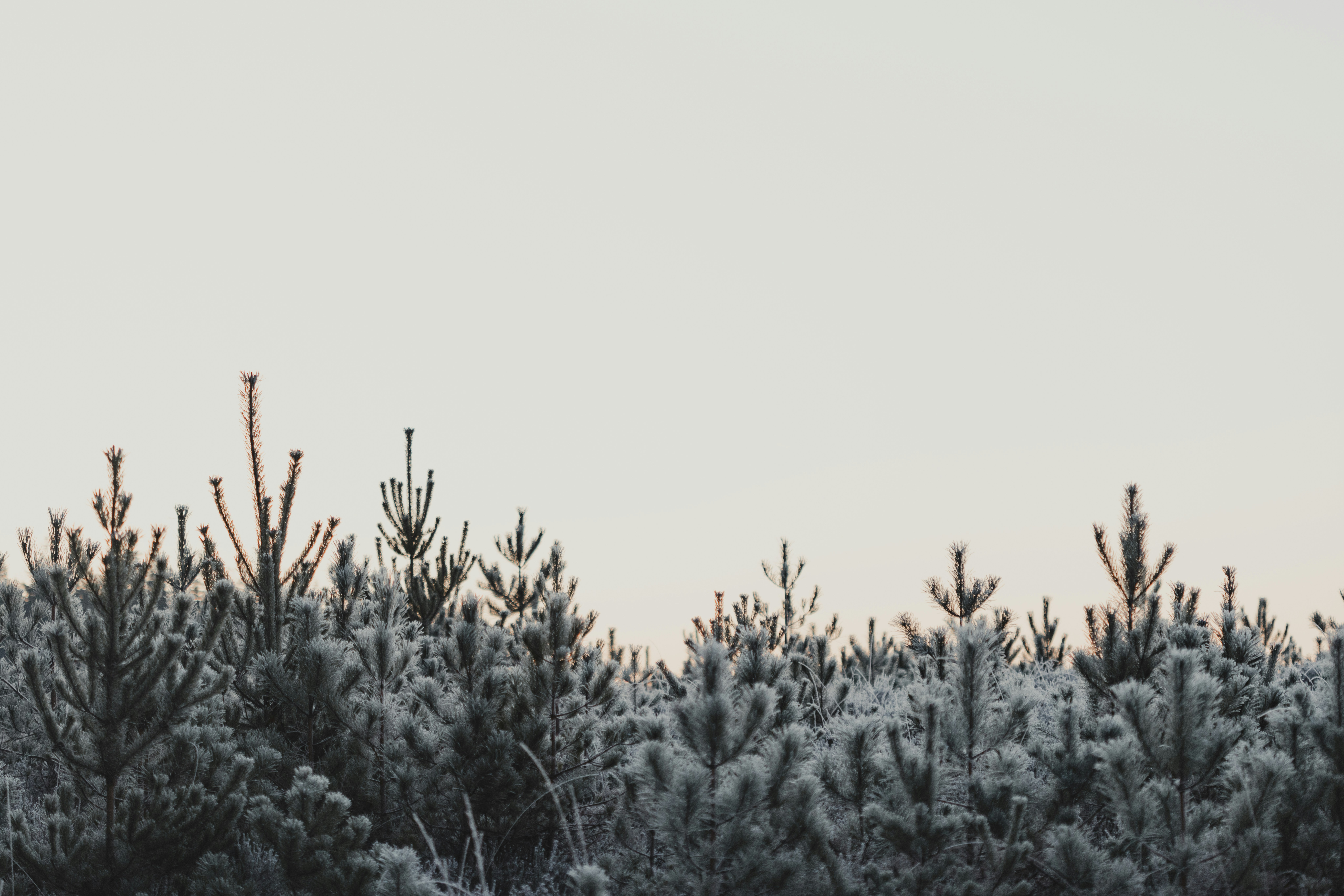 A peacefull forest covered in snow