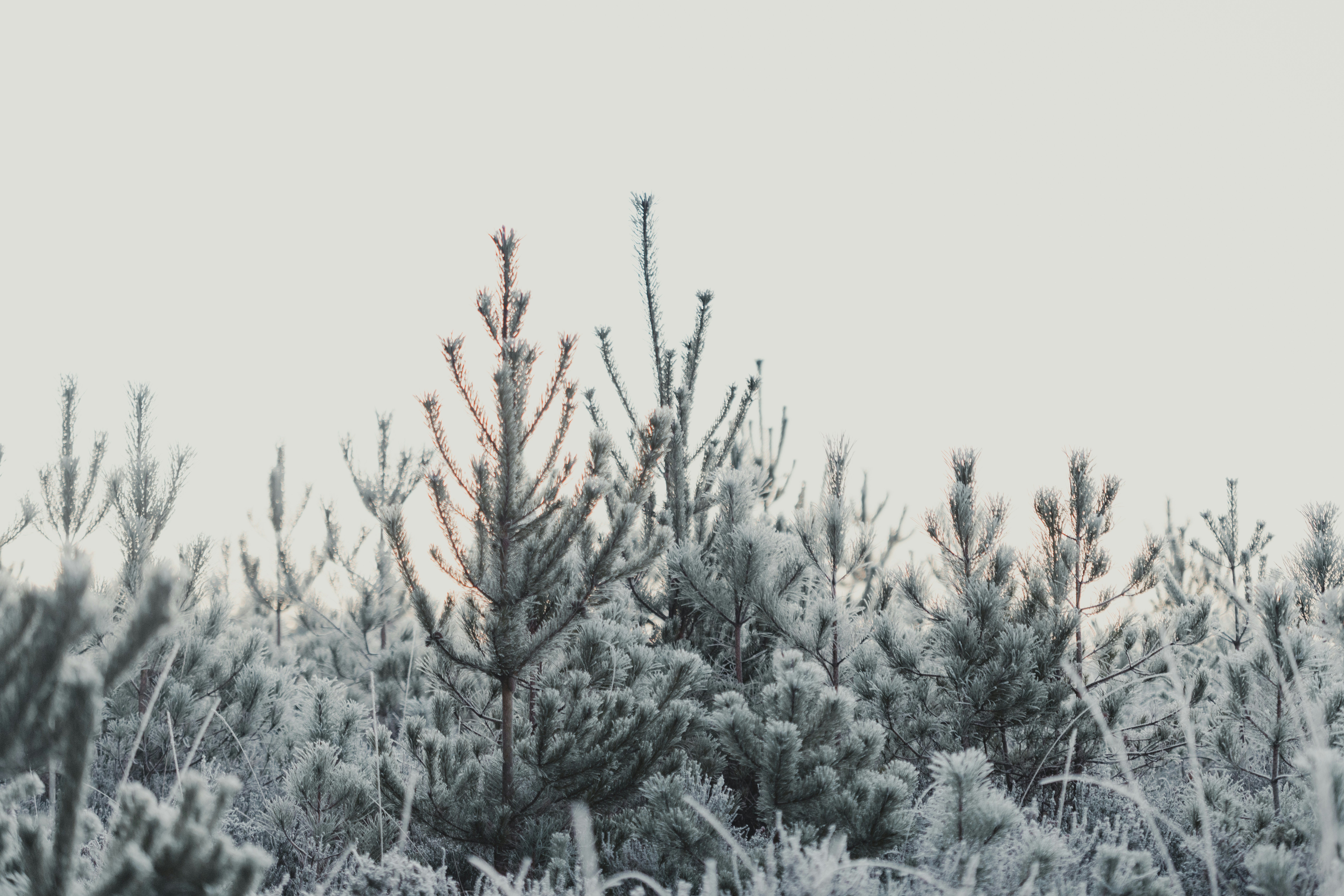 Photo by anniespratt