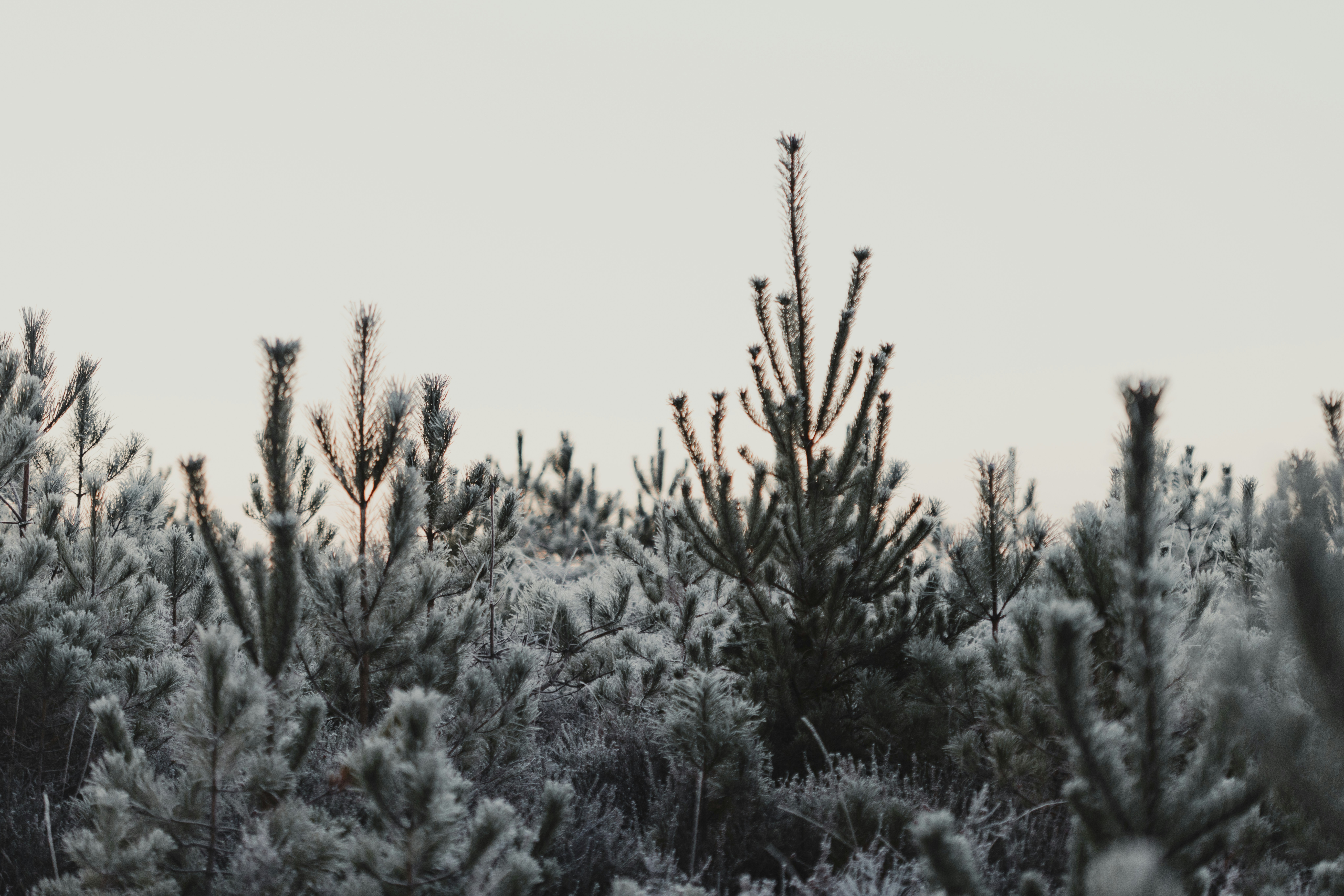 Photo by anniespratt