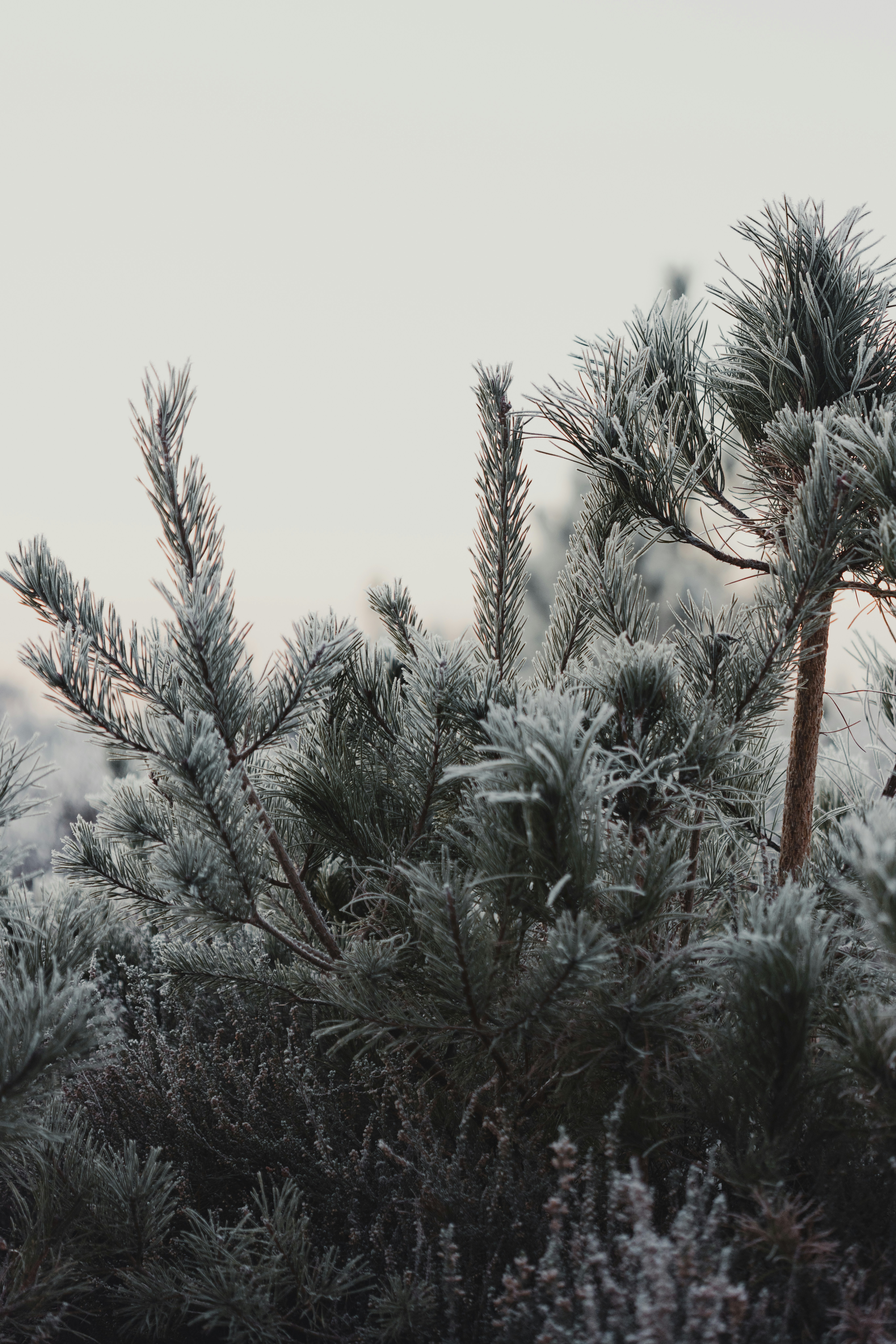 Photo by anniespratt