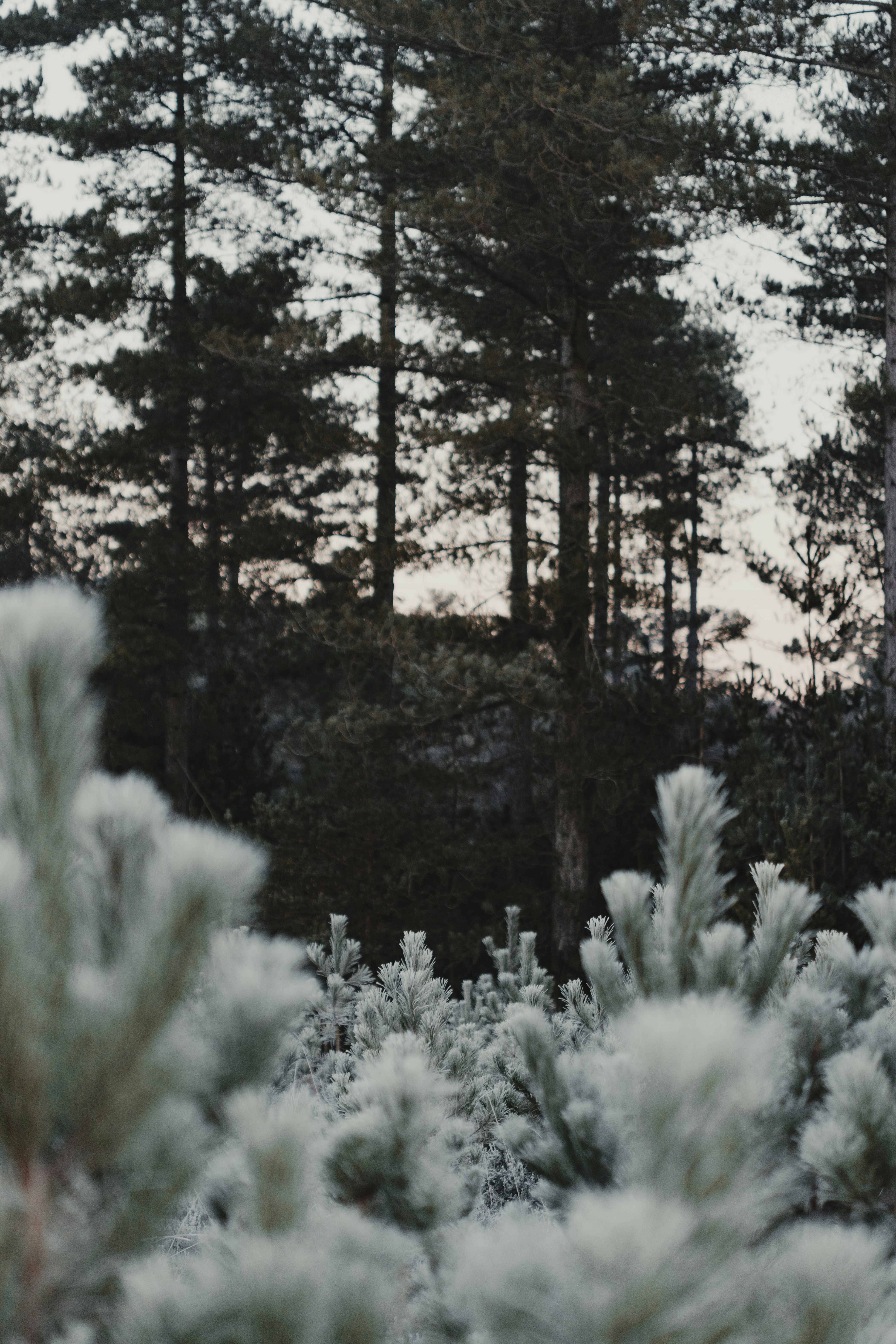 Photo by anniespratt