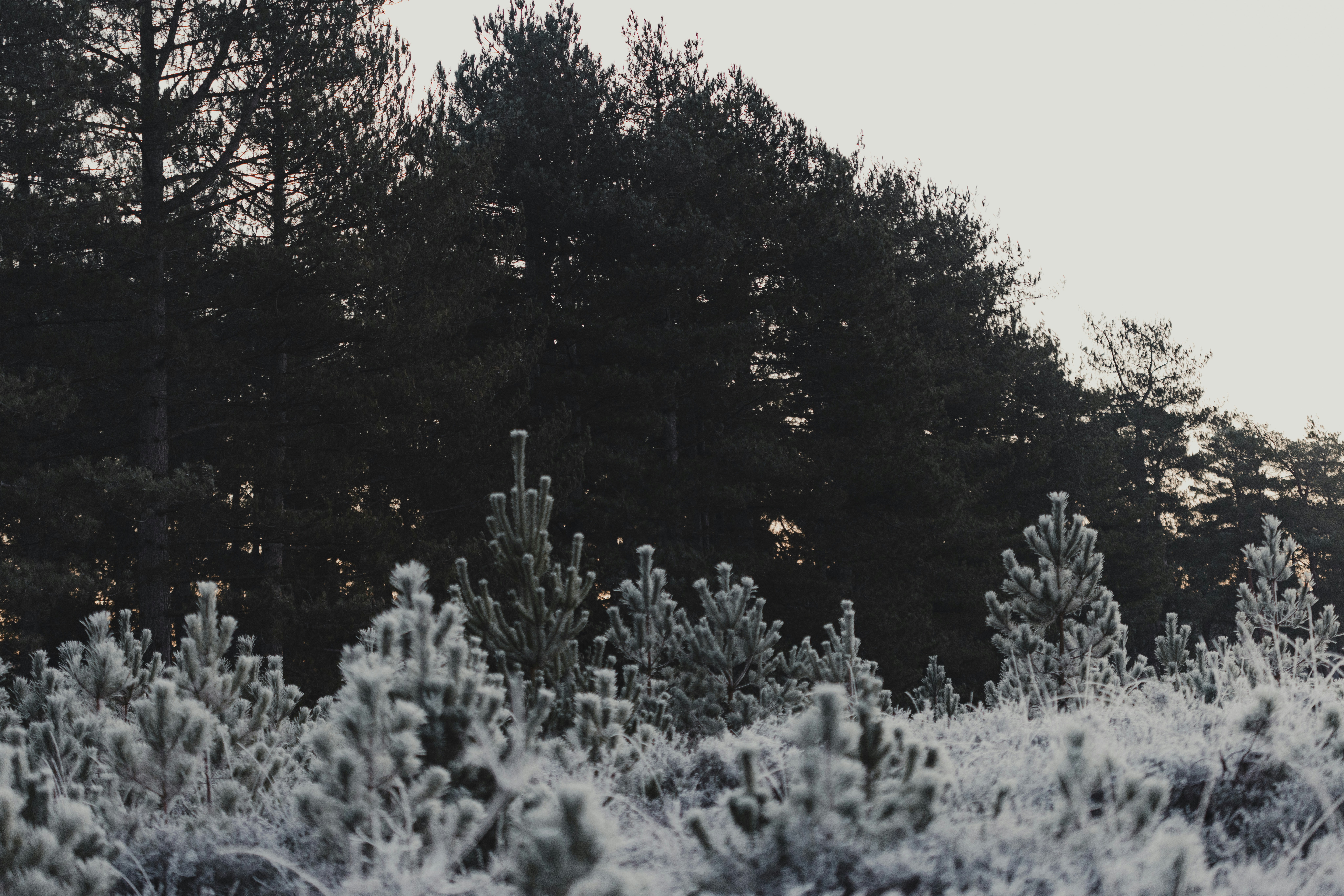 Photo by anniespratt