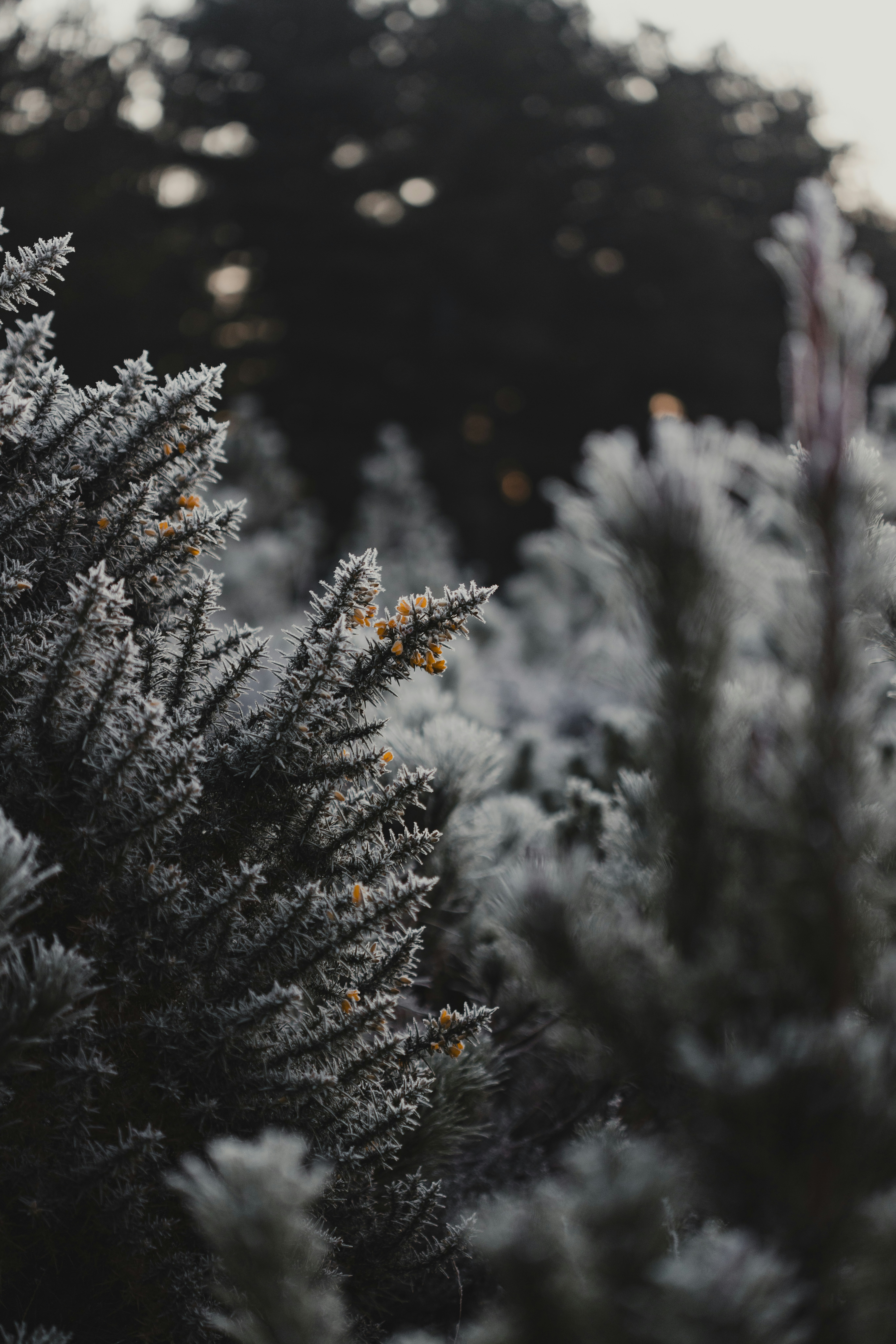 Photo by anniespratt