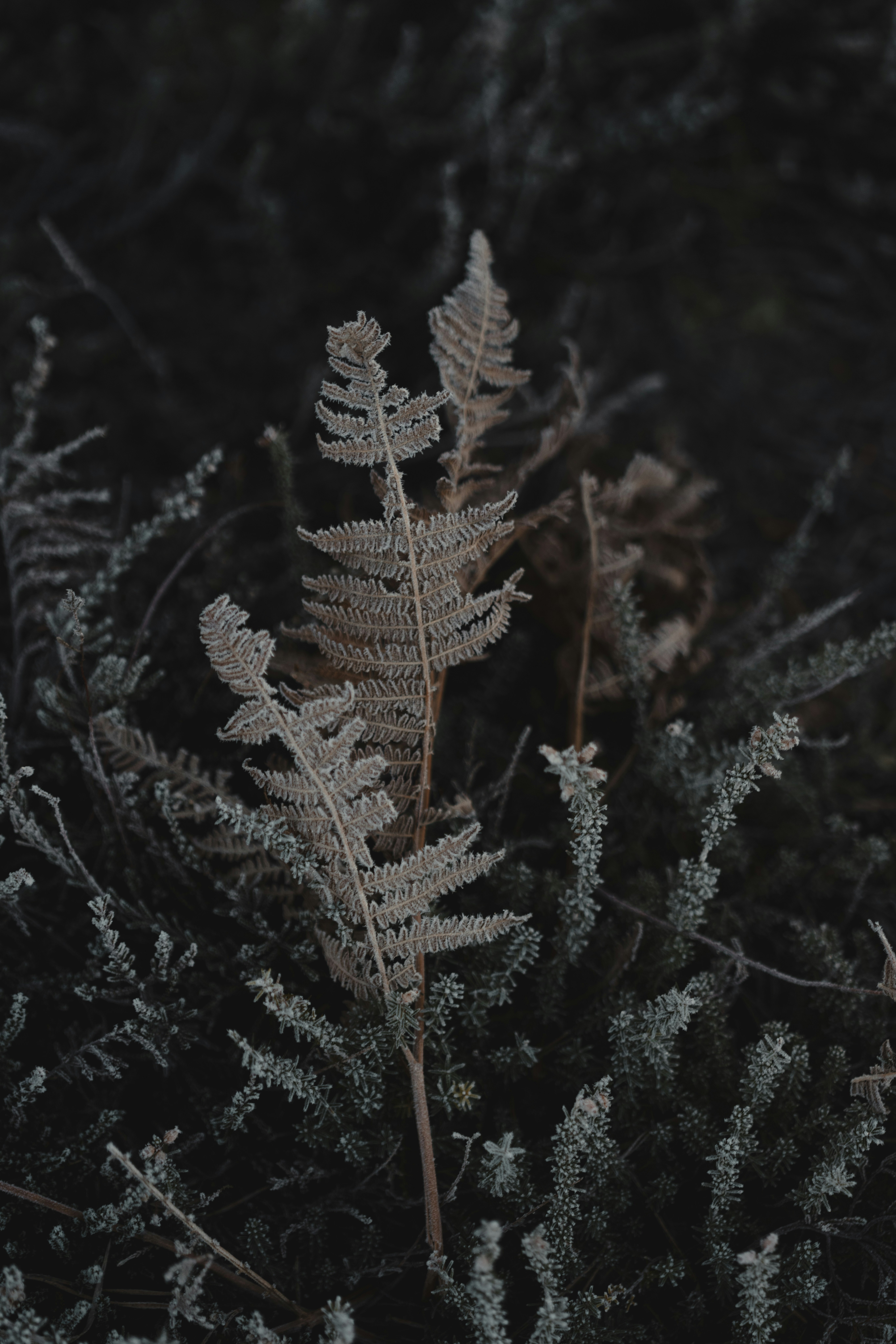 Photo by anniespratt