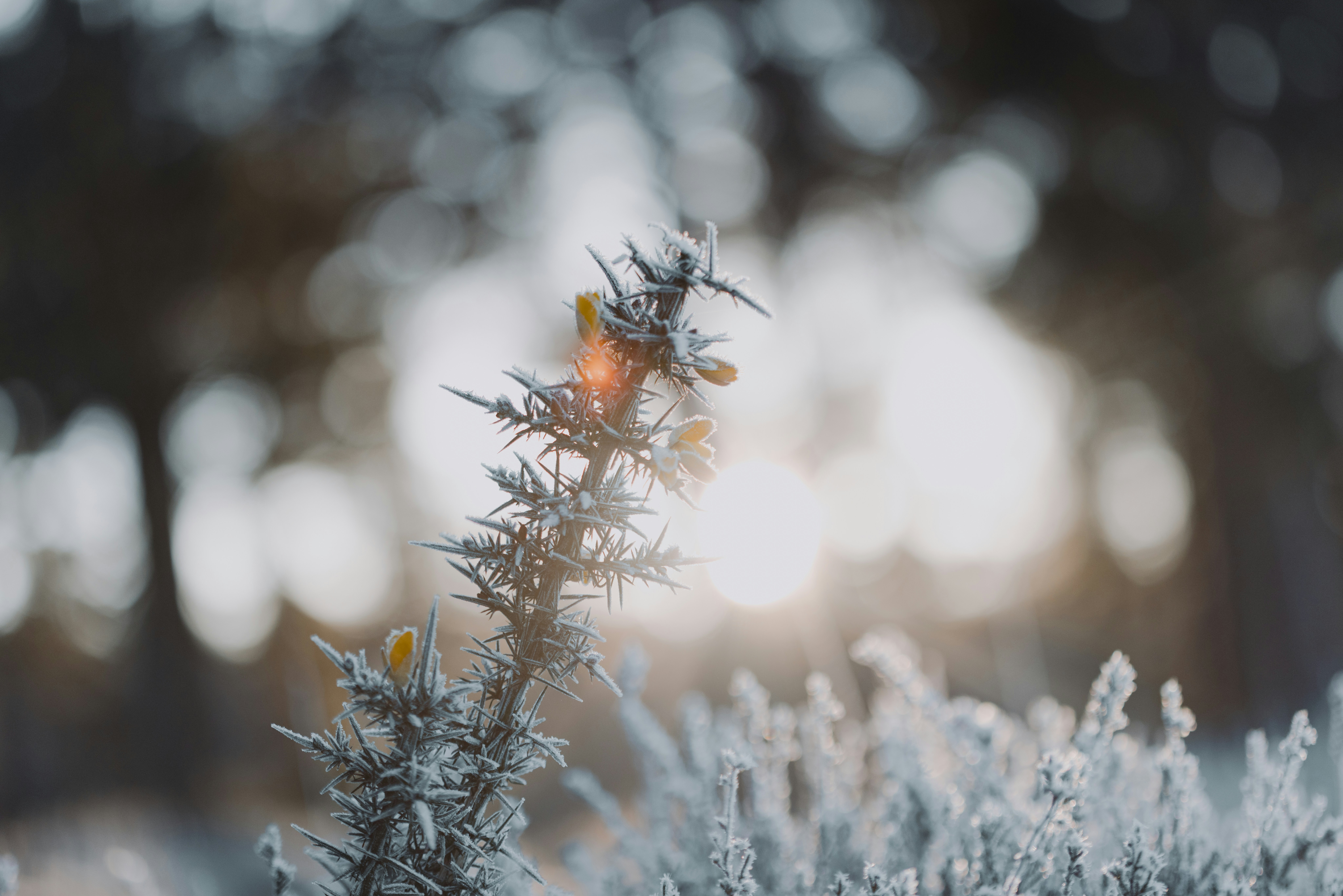 Photo by anniespratt