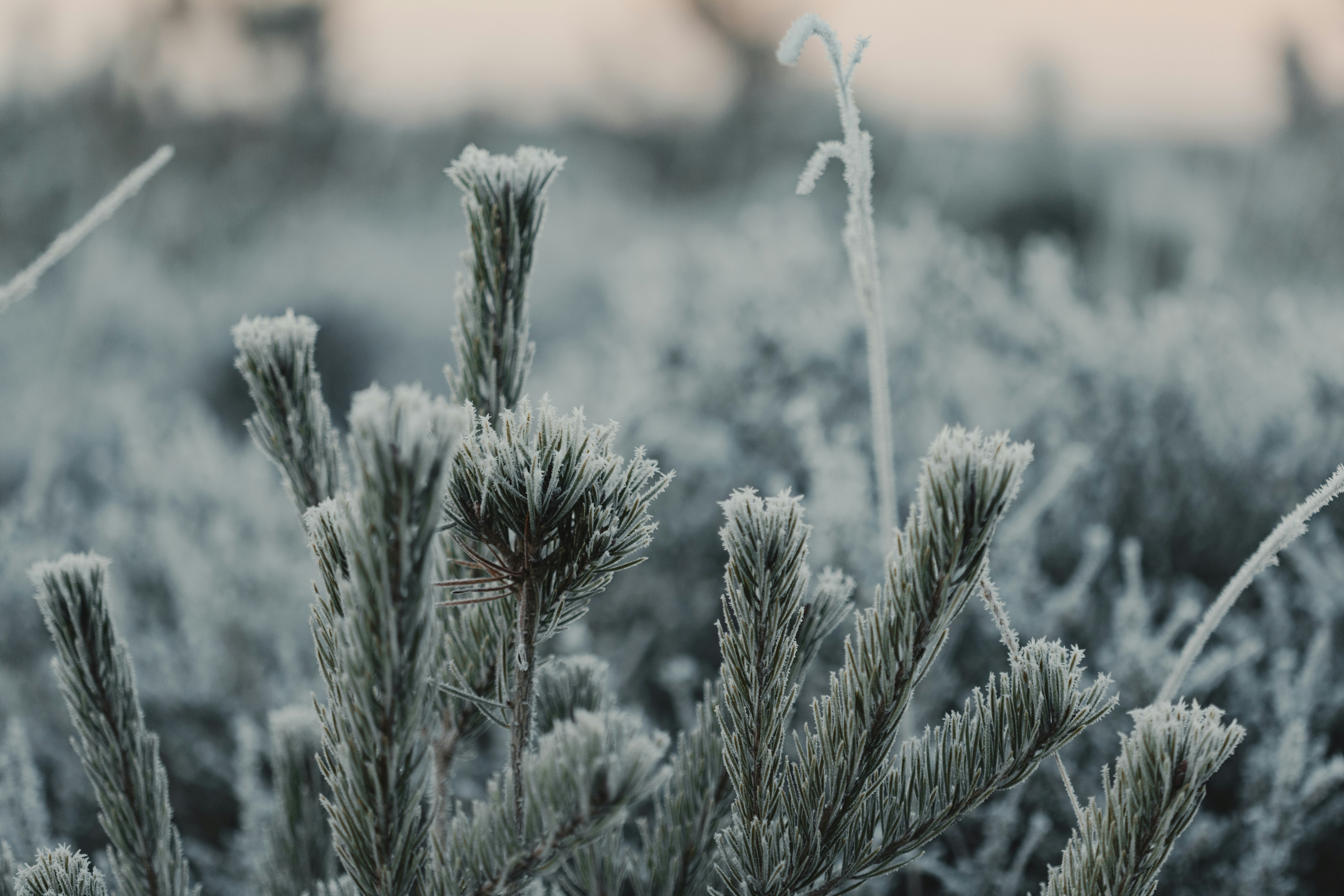 Photo by anniespratt