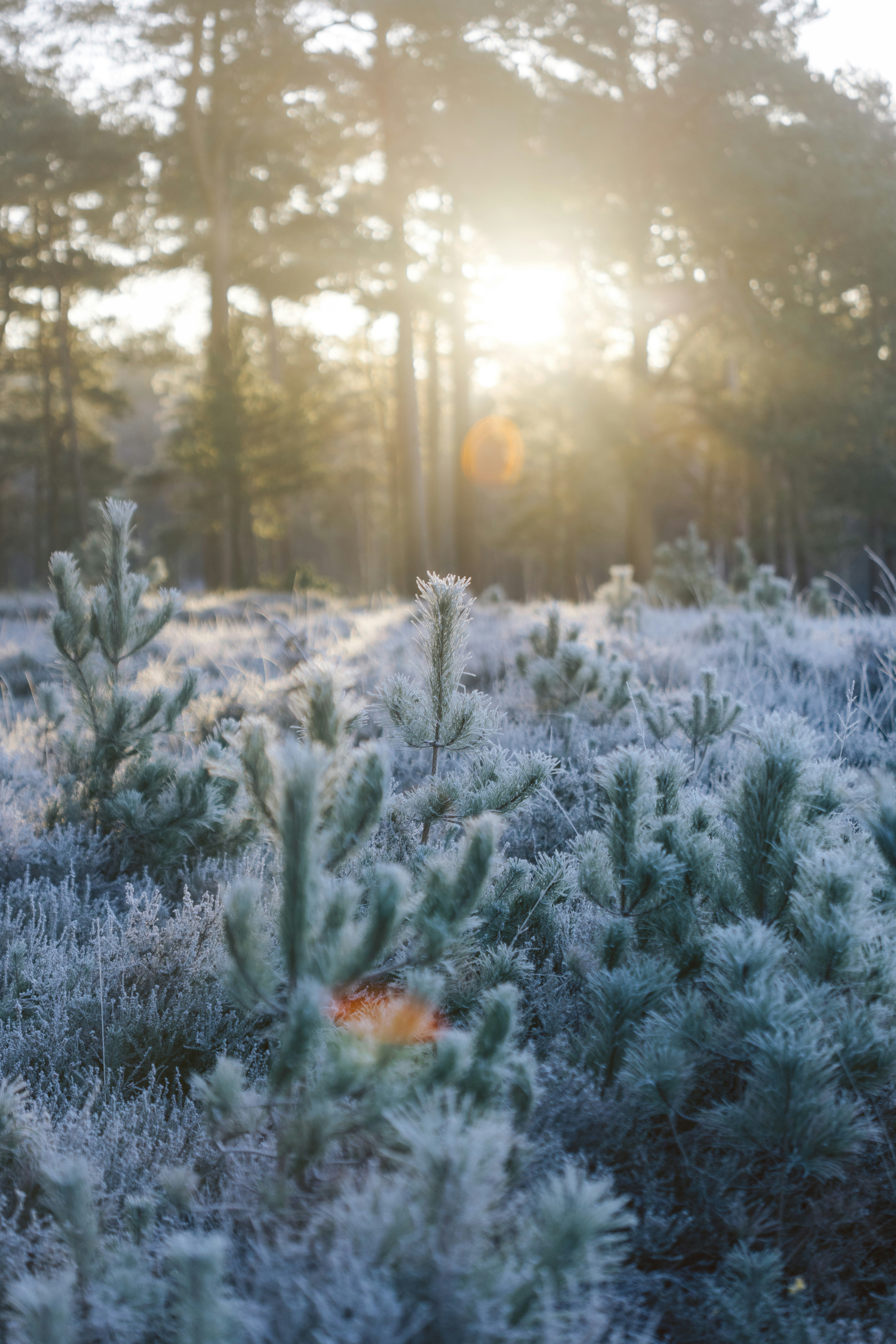 Photo by anniespratt