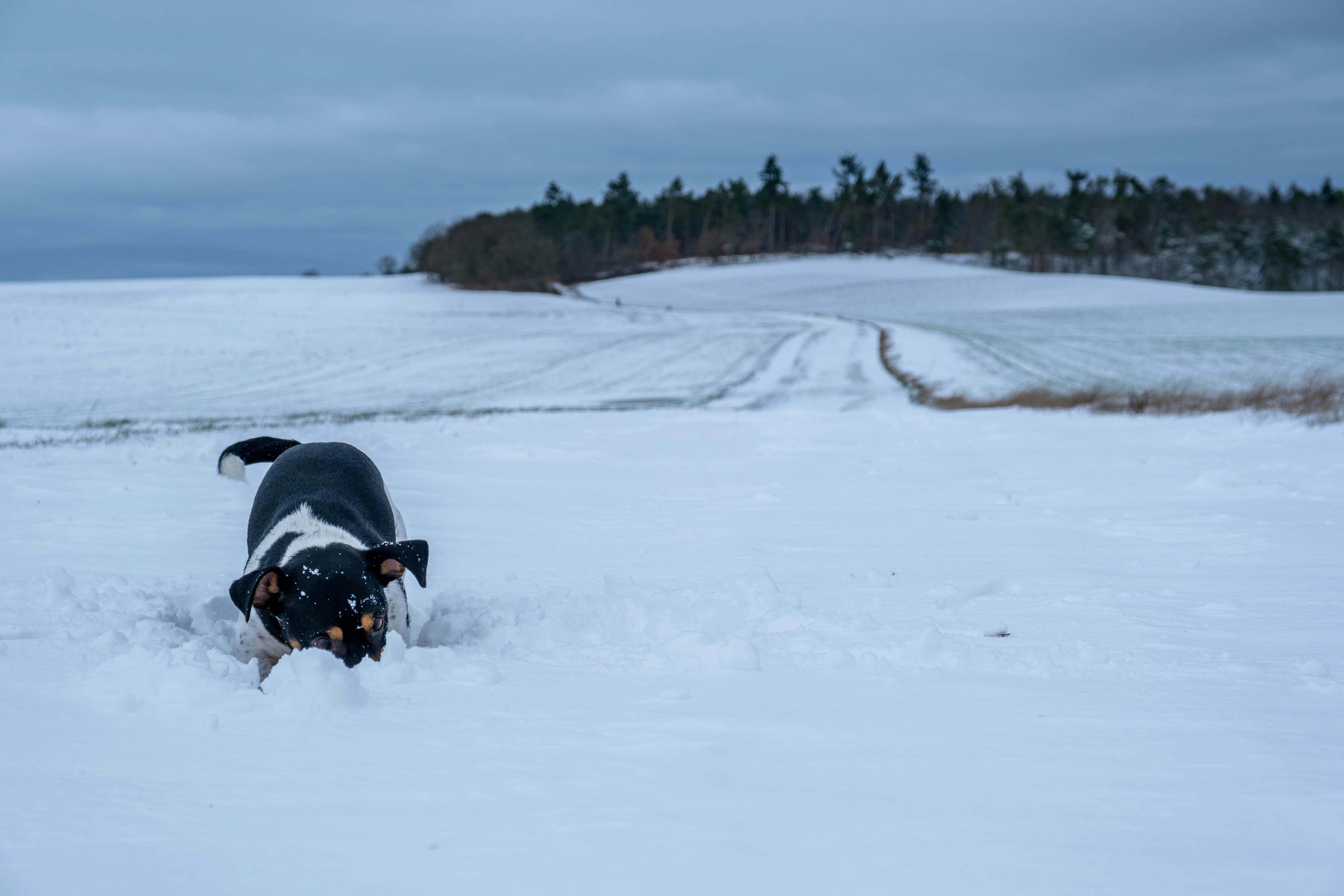 Un chien noir et blanc marchant dans un champ enneigé