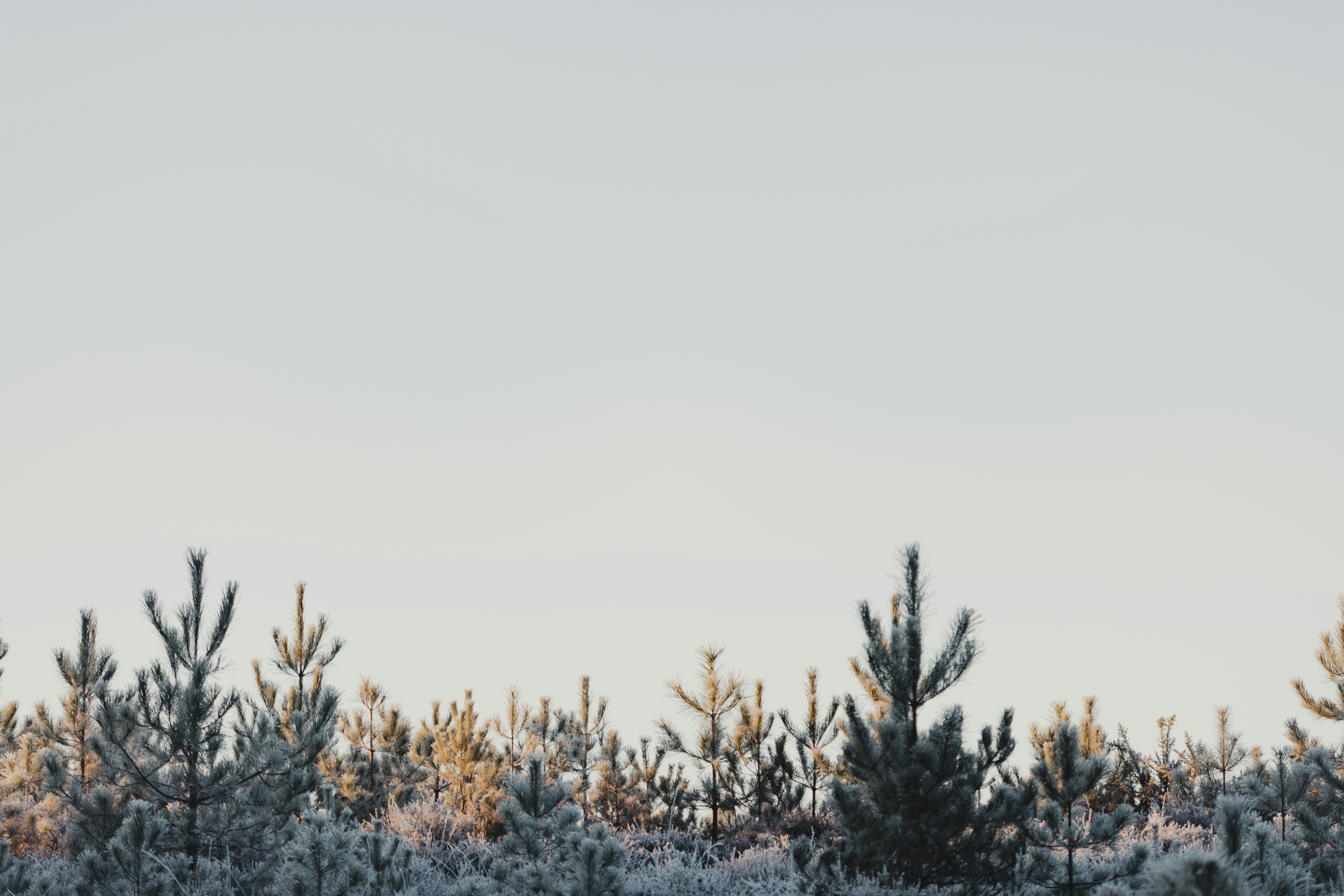 Photo by anniespratt