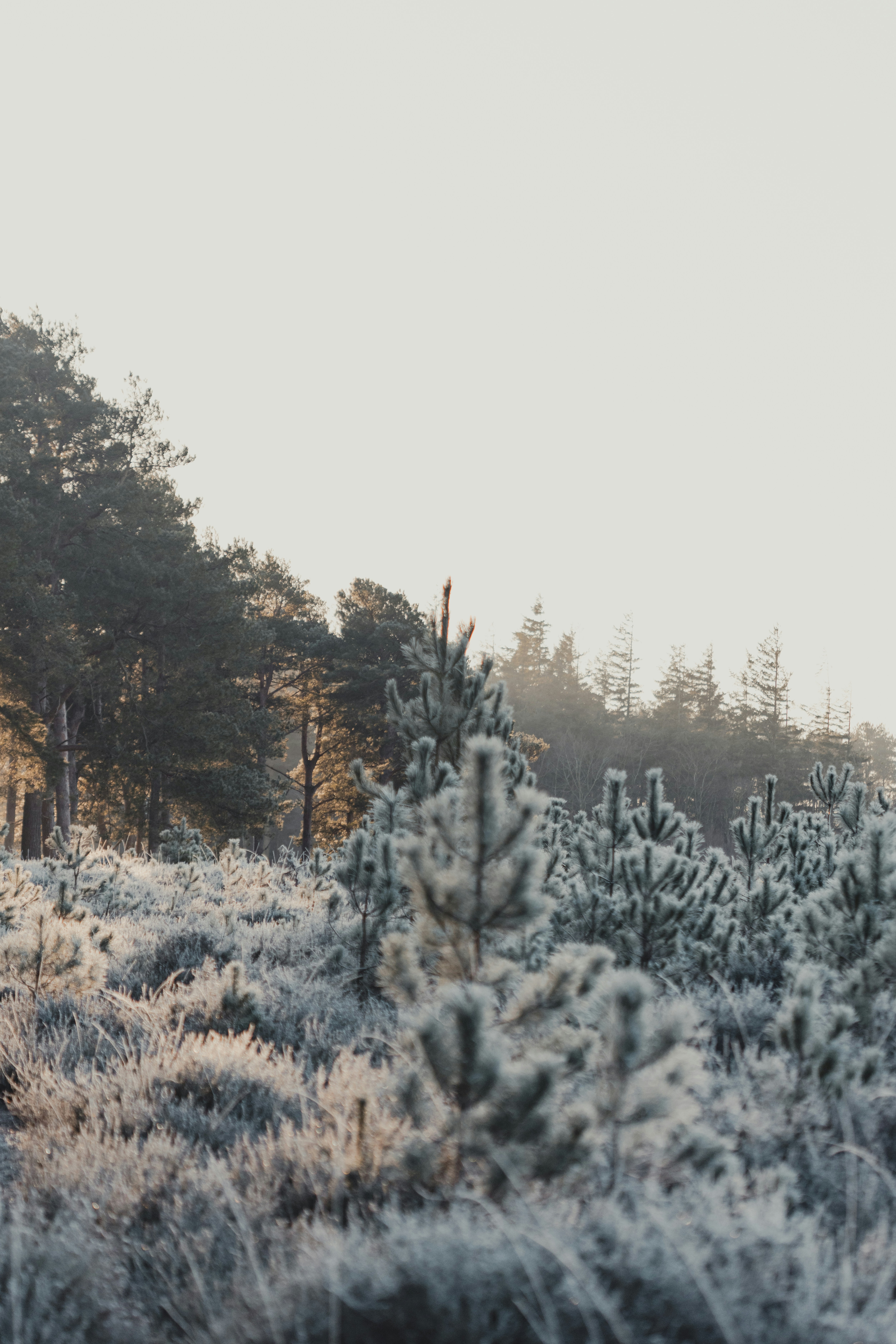 Photo by anniespratt