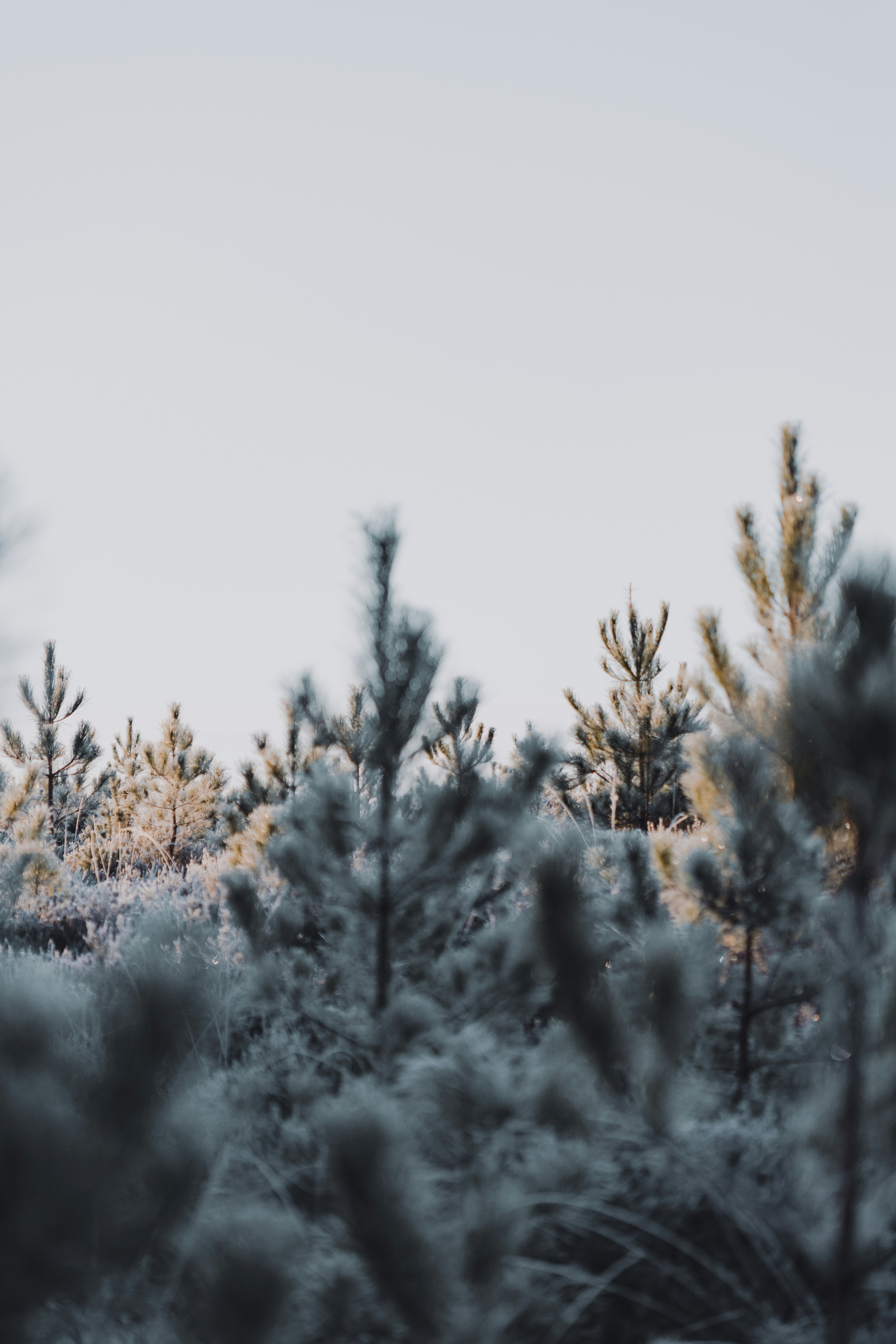 Photo by anniespratt