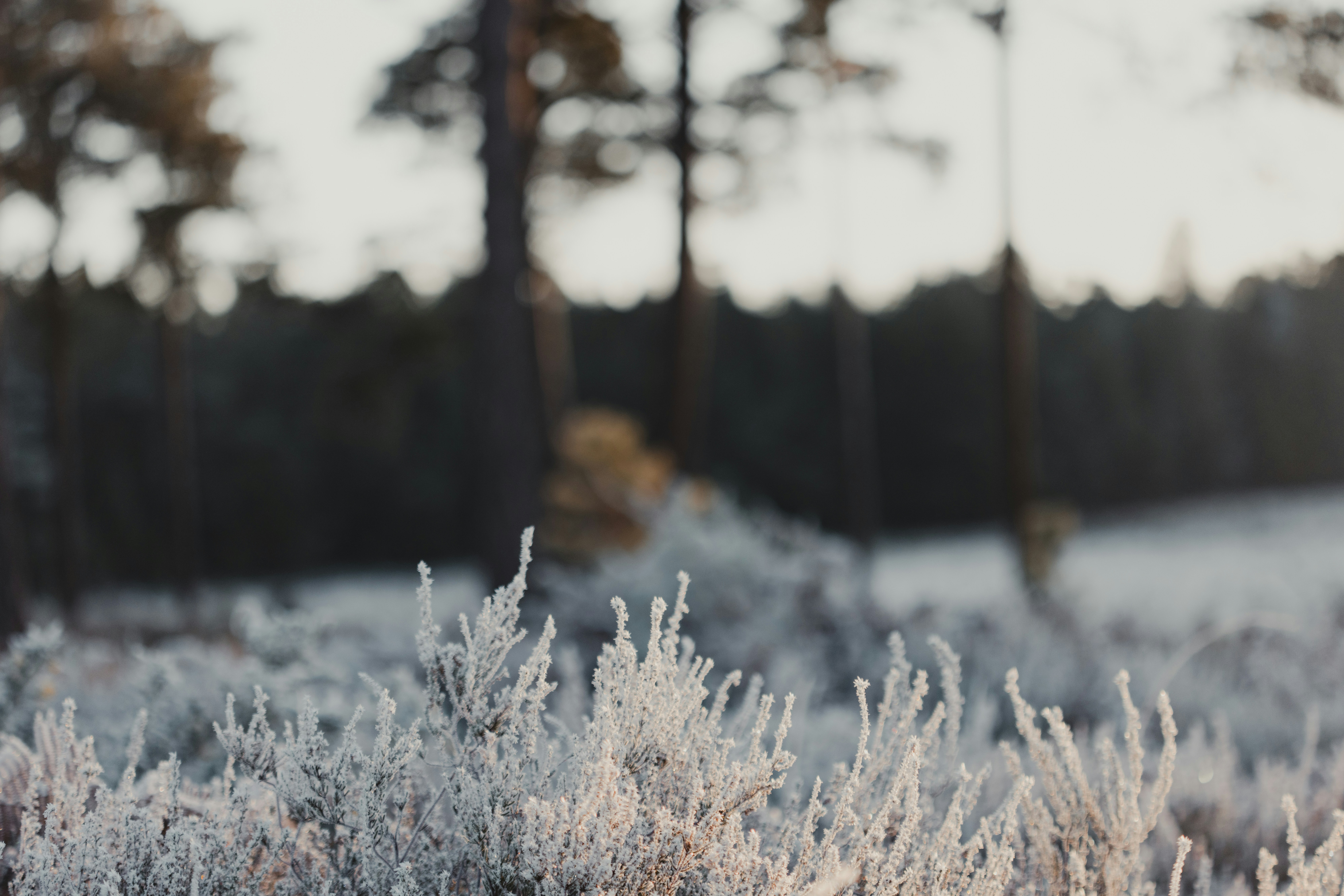 Photo by anniespratt