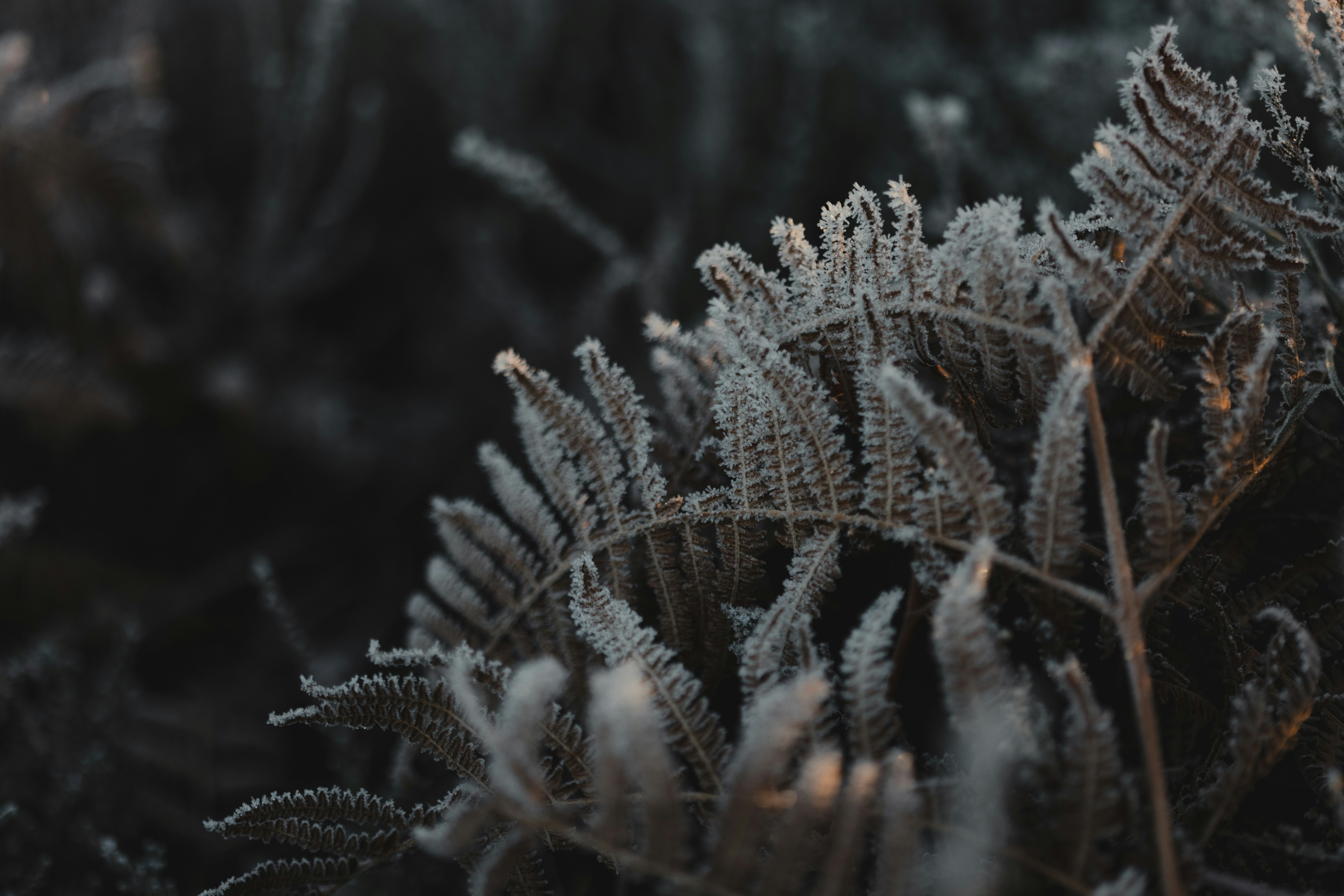 Photo by anniespratt